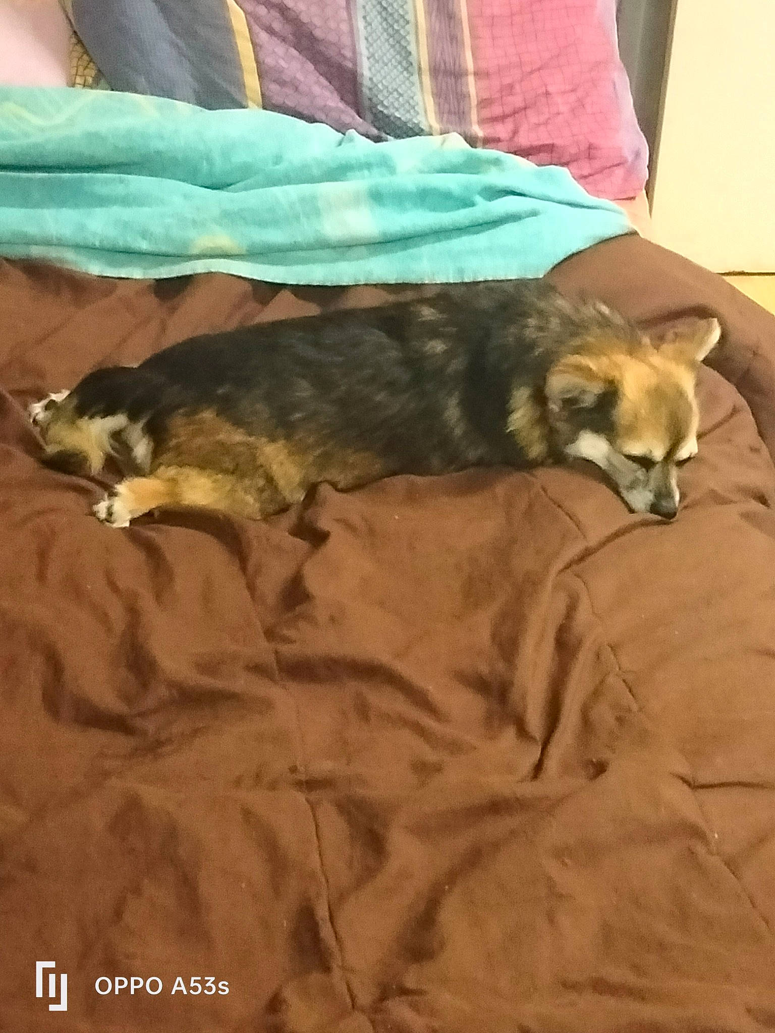 Chipie a rejoint le concours — aidez-le/la à gagner de superbes lots ! blanket, canidae, carnivore, comfort, companion_dog, couch, dog, dog_breed, duvet, fawn, felidae, flooring, fur, hardwood, linens, nap, small_to_medium_sized_cats, sporting_group, tail, wood