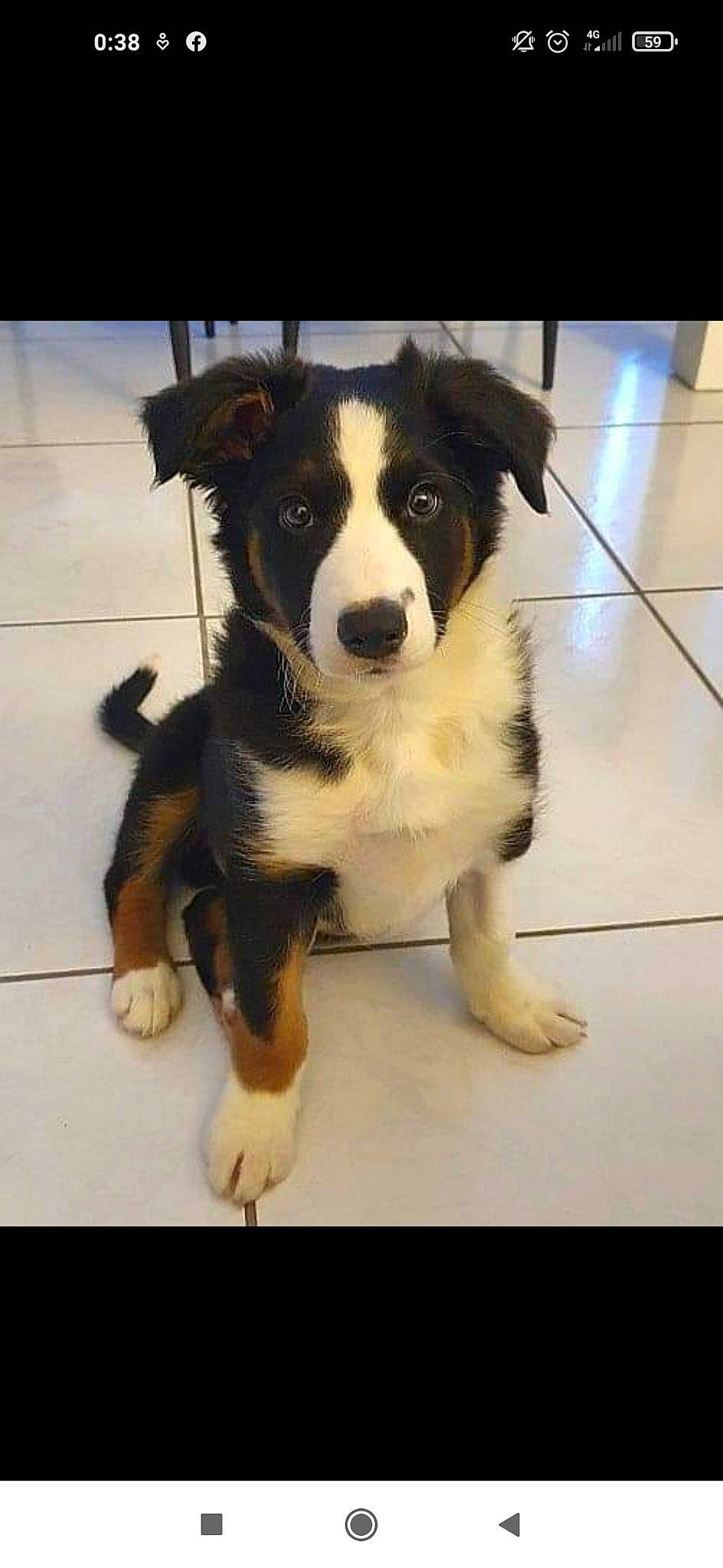 Sparo a rejoint le concours — aidez-le/la à gagner de superbes lots ! australian_collie, australian_shepherd, border_collie, canidae, carnivore, companion_dog, dog, dog_breed, herding_dog, mammal, puppy, rare_breed_dog, sporting_group, vertebrate, welsh_sheepdog, working_dog