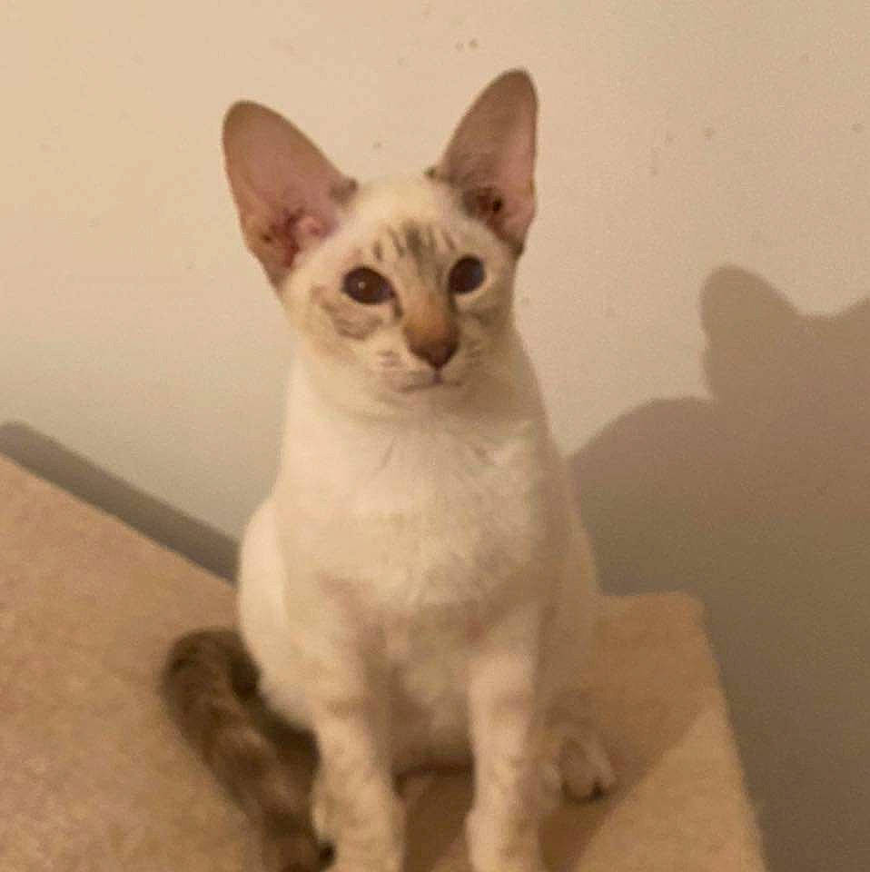 Prince participe au concours pour gagner de l'argent avec cette photo : carnivore, cat, devon_rex, domestic_short_haired_cat, eye, fawn, felidae, fur, head, oriental_shorthair, paw, rex_cat, small_to_medium_sized_cats, snout, tail, terrestrial_animal, whiskers