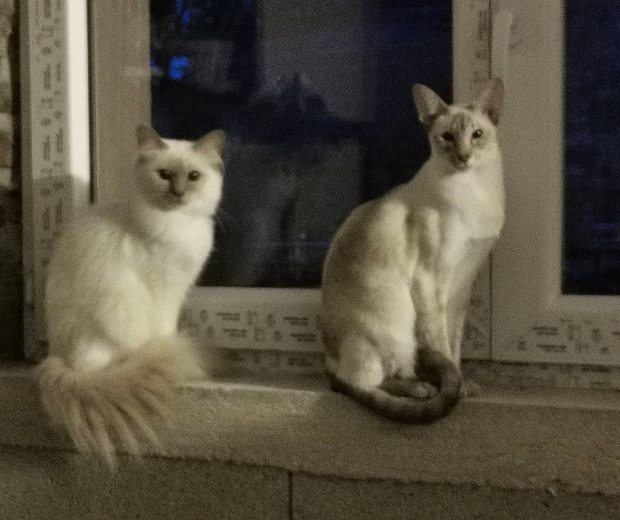 Prince participe au concours pour gagner de l'argent avec cette photo : carnivore, cat, domestic_short_haired_cat, fawn, felidae, flooring, fur, paw, photo_caption, small_to_medium_sized_cats, snout, tail, terrestrial_animal, vertebrate, whiskers, window