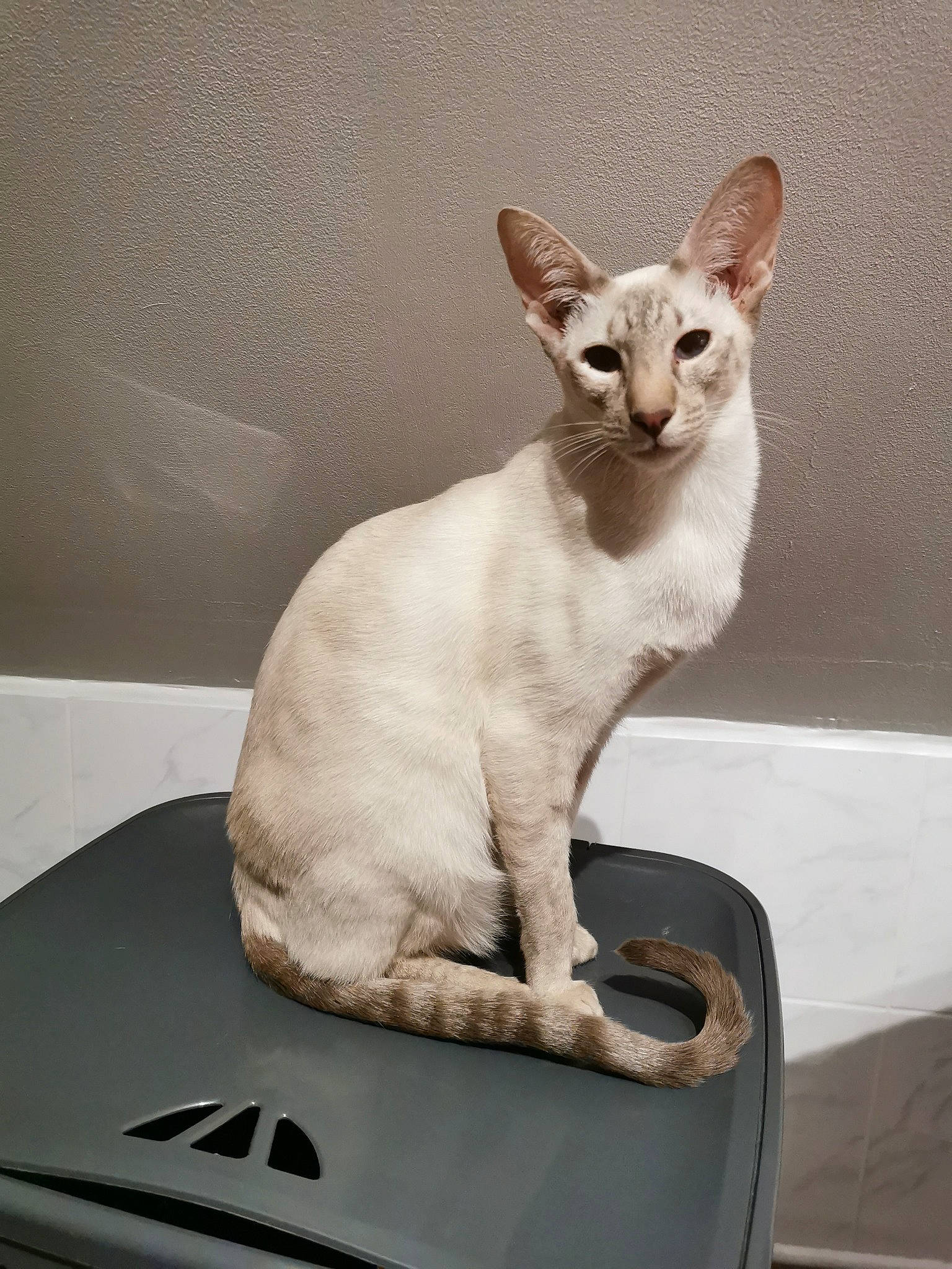 Prince a rejoint le concours — aidez-le/la à gagner de superbes lots ! automotive_design, automotive_exterior, automotive_lighting, carnivore, cat, comfort, fawn, felidae, fender, fur, small_to_medium_sized_cats, snout, tail, terrestrial_animal, vehicle, whiskers, windshield