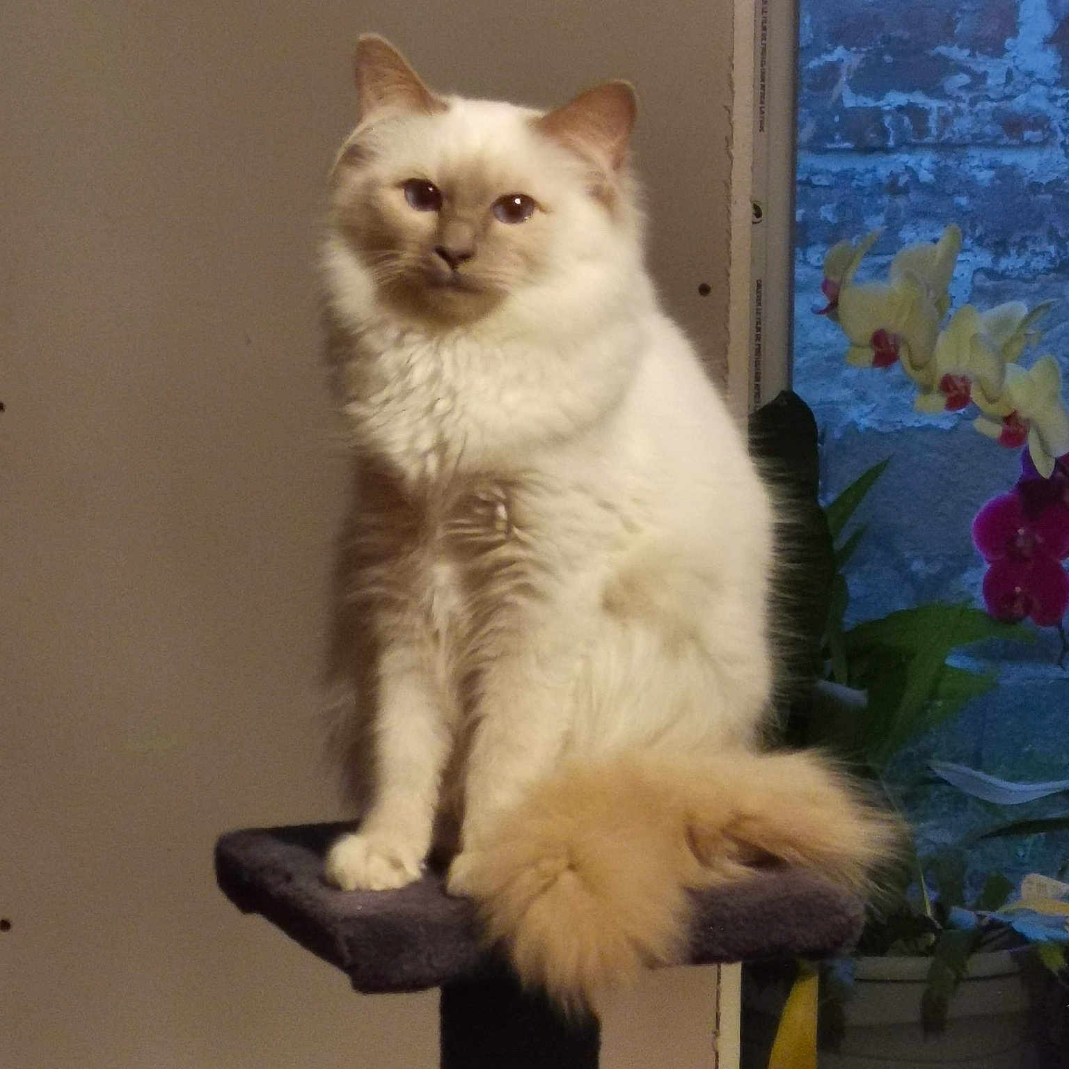Rosalie