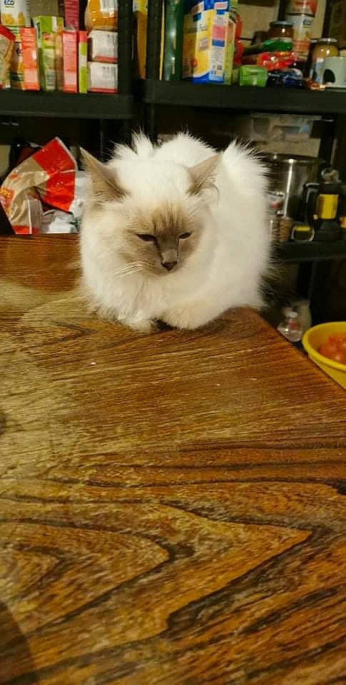 Rosalie participe au concours pour gagner de l'argent avec cette photo : bowl, carnivore, cat, companion_dog, fawn, felidae, flooring, fur, hardwood, laminate_flooring, mixing_bowl, ragdoll, small_to_medium_sized_cats, snout, tableware, tail, whiskers, wood, wood_flooring, wood_stain