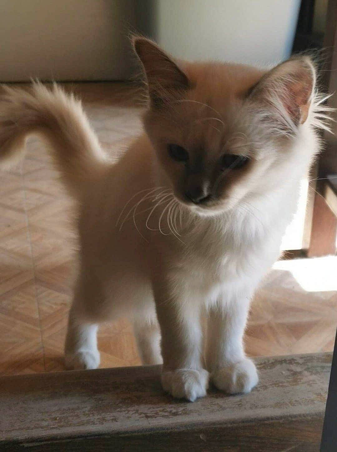 Rosalie a rejoint le concours — aidez-le/la à gagner de superbes lots ! balinese, carnivore, cat, claw, domestic_short_haired_cat, eye, fawn, felidae, flooring, fur, hardwood, paw, siamese, small_to_medium_sized_cats, snout, tail, terrestrial_animal, thai, whiskers, wood