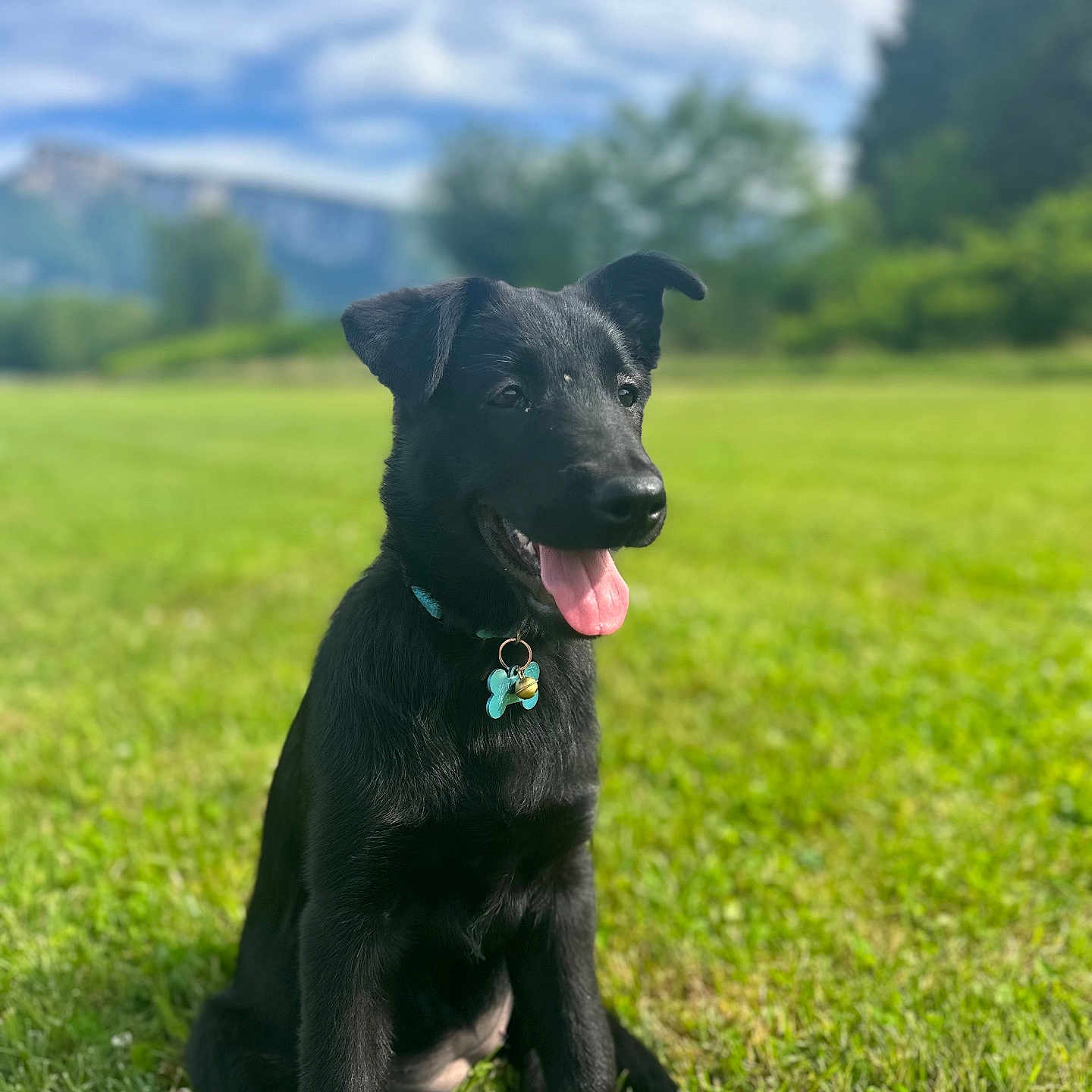 Olympe participe au concours pour gagner de l'argent avec cette photo : animal, black_dog, clouds, collar, cute, dog, grass, greenery, happy, mountains, nature, outdoor, pet, playful, puppy, sitting, sky, summer, sunlight, tongue_out
