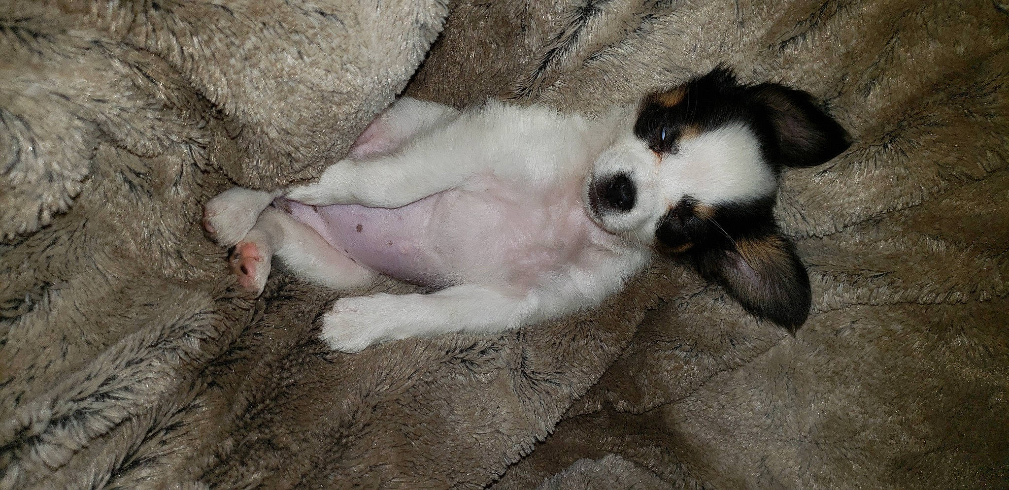 Zoey is registered to the contest to win money with this photo: canidae, carnivore, dog, dog_breed, fawn, fox_terrier, mammal, paw, snout, tail, vertebrate