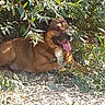 dog, animal, outdoor, nature, leaves, sunlight, rocks, shade, tongue_out, relaxed, pet, brown_dog, canine, grass, plants, happy, resting, daytime, fur, closeup