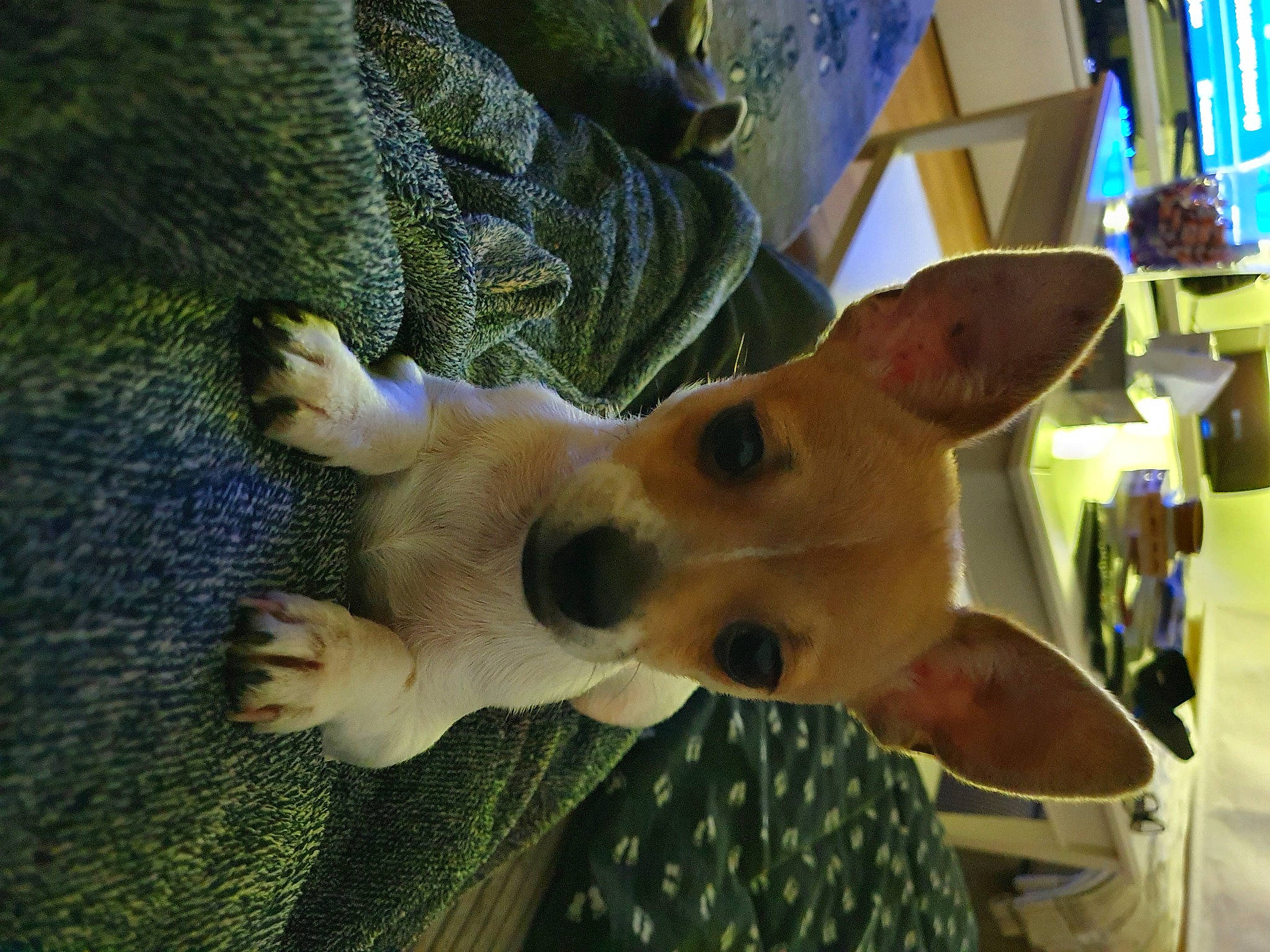 Edgar a rejoint le concours — aidez-le/la à gagner de superbes lots ! canidae, carnivore, chihuahua, companion_dog, dog, dog_breed, dog_supply, fawn, hunting_dog, lampshade, lighting_accessory, non_sporting_group, organism, polka_dot, snout, sporting_group, toy_dog, whiskers, working_animal, working_dog