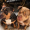 akira, american_bully, arkane, canines, dark_background, dog_names, dogs, gold_typography, graphic_design, indoor, paw_prints, pet_family, pets, portrait, poster, sitting, text_overlay, thomas, tile_floor, two_dogs