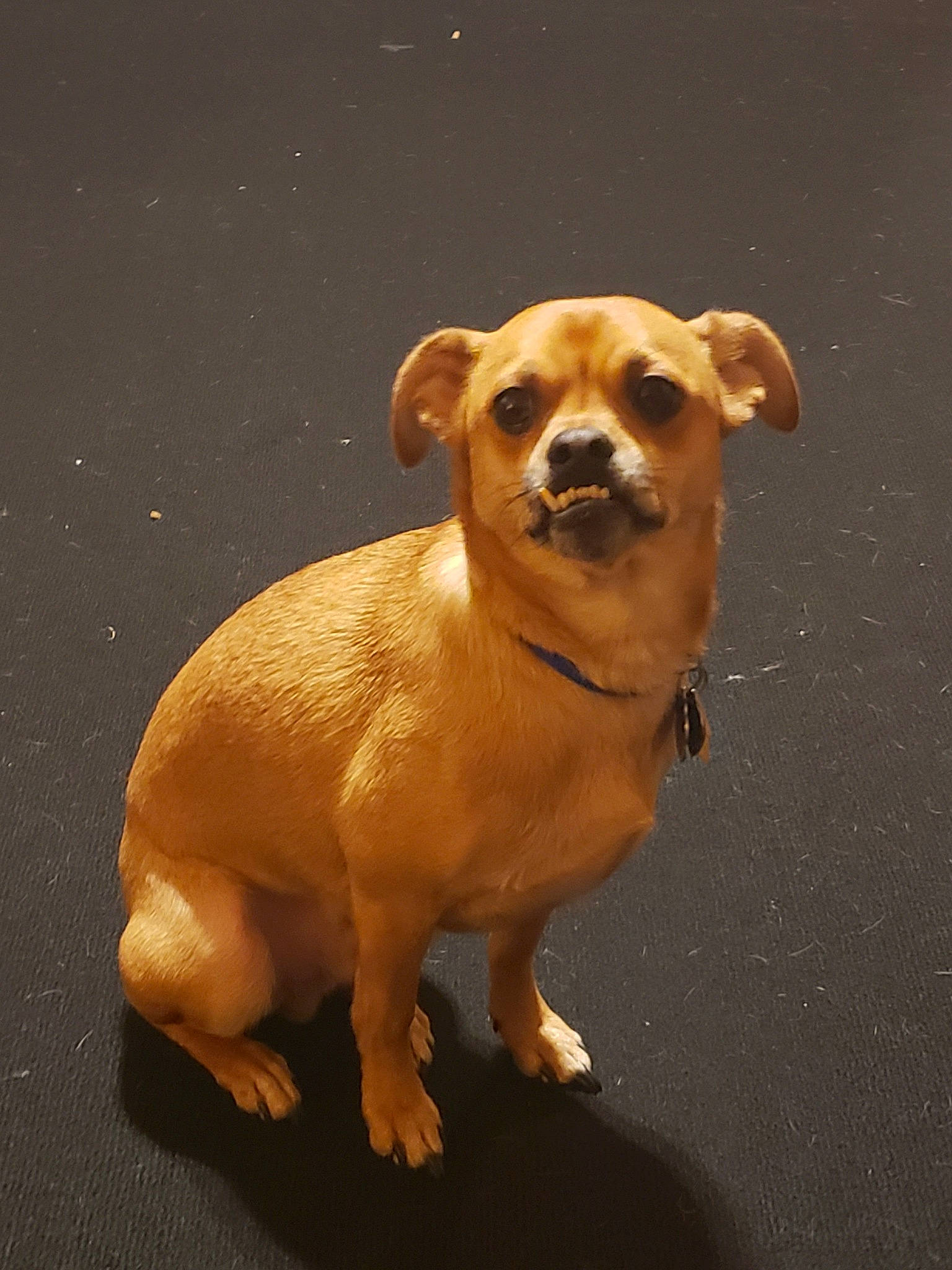 Perseus joined the competition — help win amazing prizes! canidae, carnivore, chihuahua, companion_dog, dog, dog_breed, dog_collar, dog_supply, fawn, fur, paw, pet_supply, snout, sporting_group, tail, toy, toy_dog, whiskers, wood, working_animal