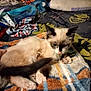 cat, animal, pet, fur, blanket, indoor, resting, paws, ears, bed, clothing, fabric, colorful, cozy, feline, domestic, sleepy, soft, relaxed, cute