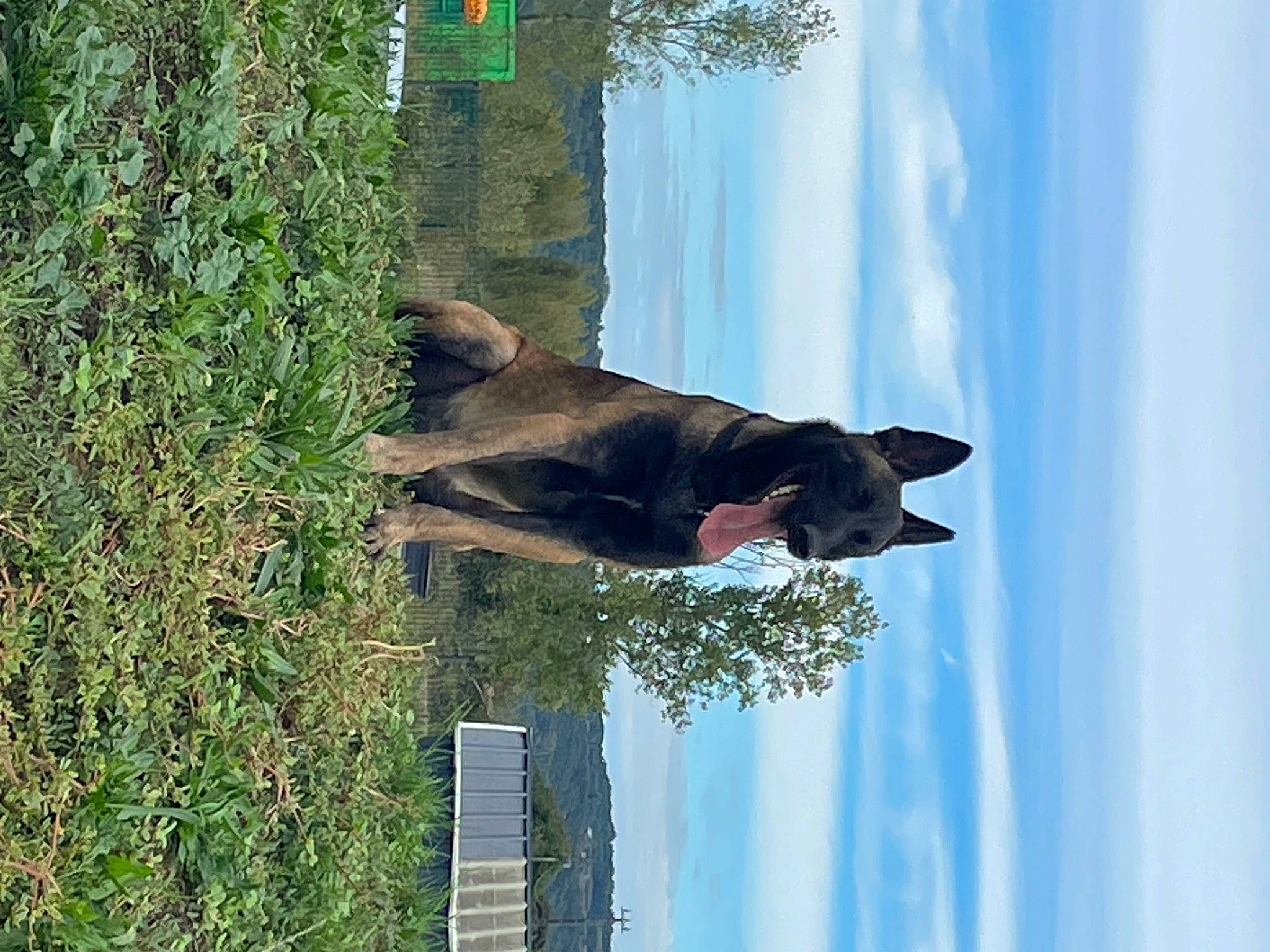 Thales a rejoint le concours — aidez-le/la à gagner de superbes lots ! biome, canidae, carnivore, cloud, dog, dog_breed, fawn, plant, reflection, sky, snout, sporting_group, tail, tree, trunk, water, wildlife, window, wood, working_animal