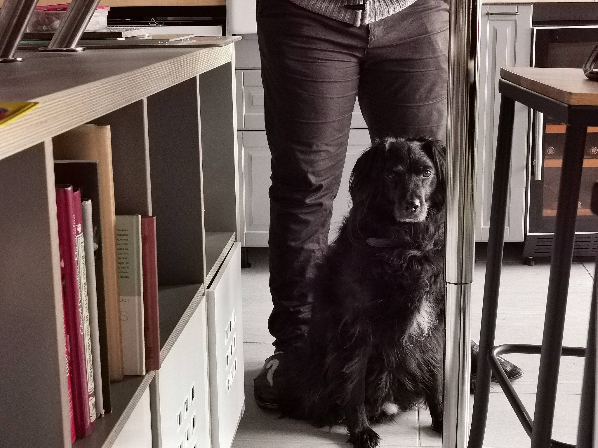 Filou participe au concours pour gagner de l'argent avec cette photo : boykin_spaniel, canidae, carnivore, companion_dog, dog, dog_breed, flat_coated_retriever, home, house, sitting, sporting_group, stairs