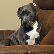 Aurora Lou is registered to the contest to win money with this photo: dog, canine, pet, lounge, chair, leather, brown, gray, white, indoor, domestic, animal, cute, relaxed, portrait, seated, fur, ears, eyes, head_tilt