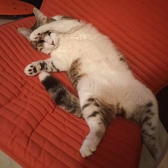 Doc participe au concours pour gagner de l'argent avec cette photo : carnivore, cat, claw, comfort, domestic_short_haired_cat, felidae, flooring, foot, fur, paw, small_to_medium_sized_cats, tail, terrestrial_animal, whiskers, wood