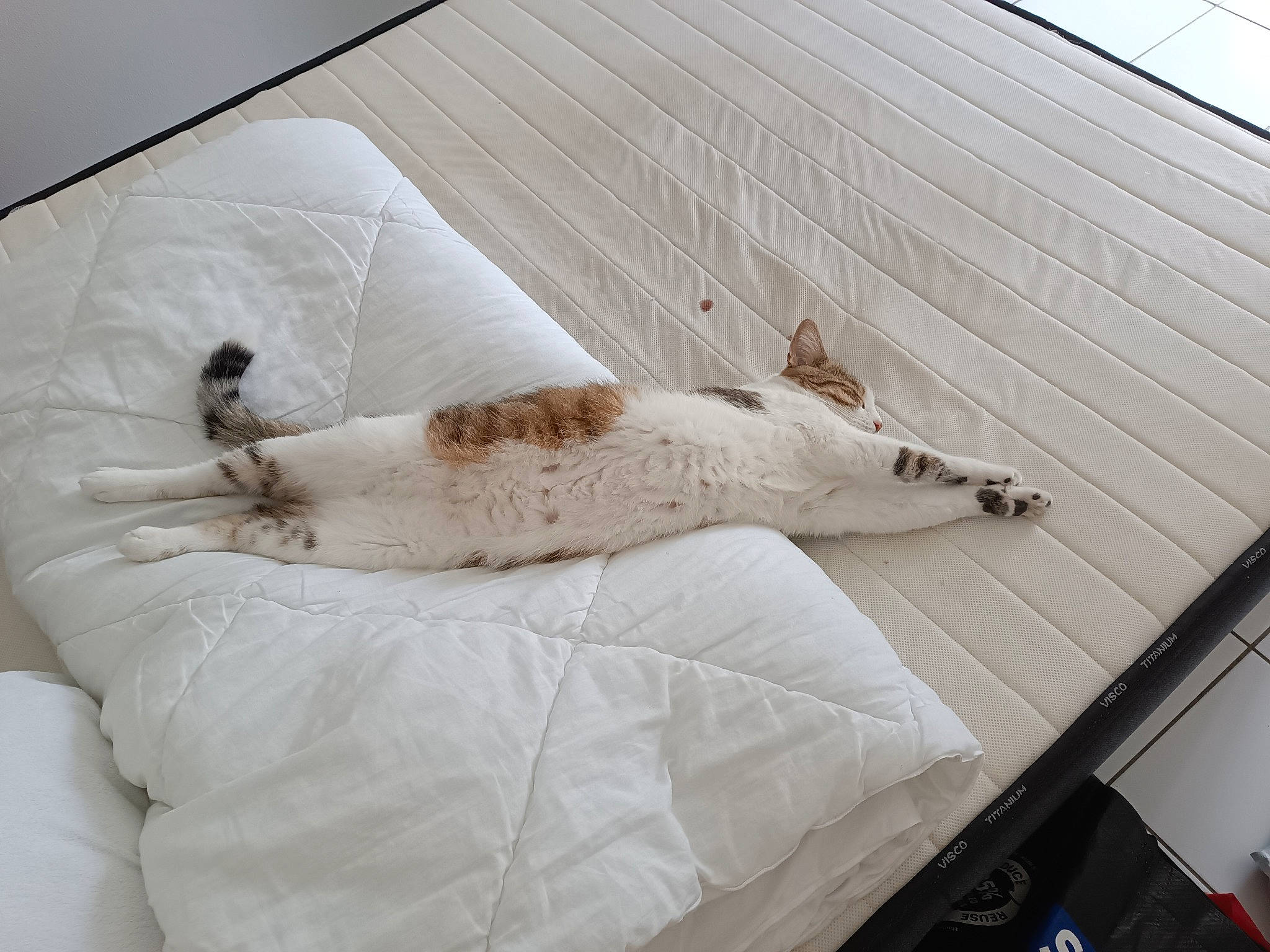 Doc a rejoint le concours — aidez-le/la à gagner de superbes lots ! bedding, canidae, carnivore, comfort, companion_dog, dog, dog_breed, duvet, fawn, felidae, flooring, fur, hardwood, linens, room, small_to_medium_sized_cats, sporting_group, tail, whiskers, wood