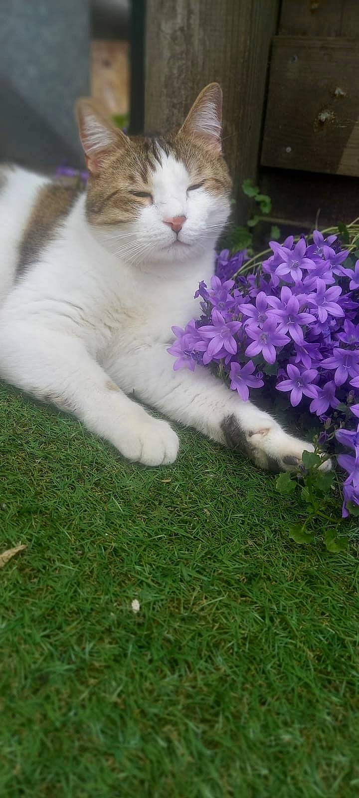 Doc participe au concours pour gagner de l'argent avec cette photo : annual_plant, art, carnivore, cat, domestic_short_haired_cat, felidae, flower, fur, grass, groundcover, herbaceous_plant, houseplant, lawn, paw, petal, plant, shrub, small_to_medium_sized_cats, tail, whiskers