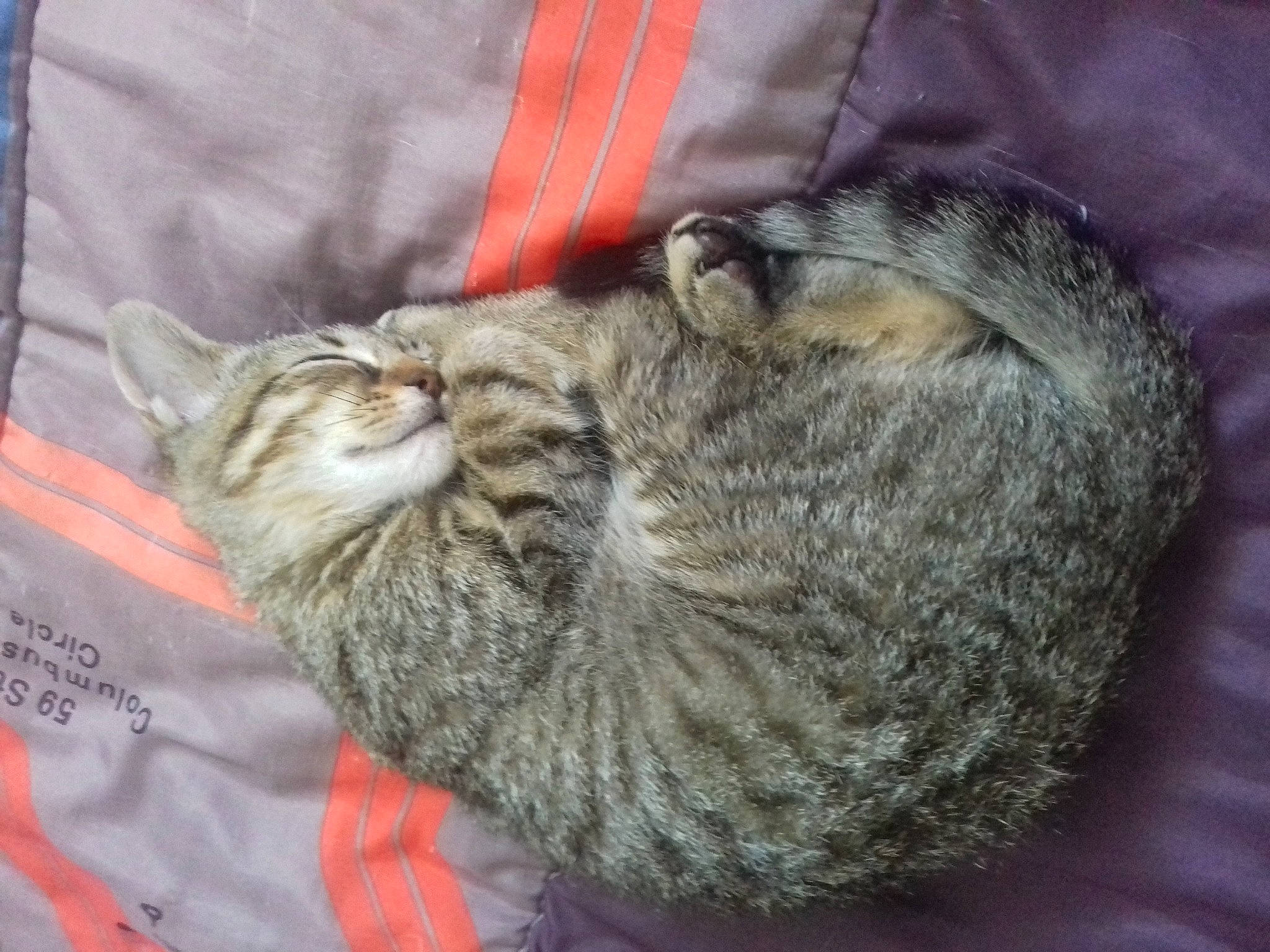 Chipie participe au concours pour gagner de l'argent avec cette photo : carnivore, cat, cat_bed, cat_supply, claw, comfort, domestic_short_haired_cat, felidae, fur, grey, nap, paw, small_to_medium_sized_cats, snout, tail, whiskers