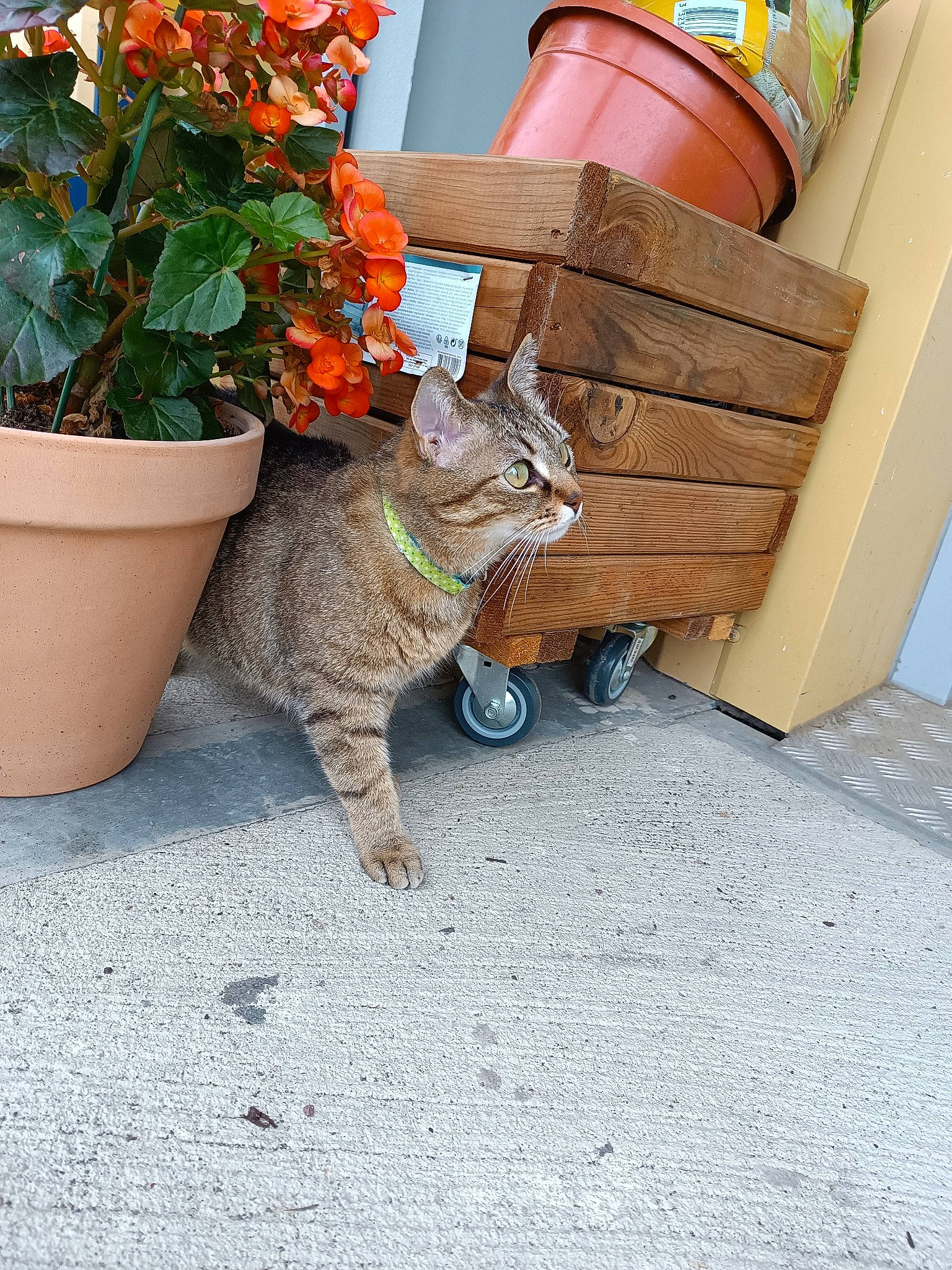 Chipie a rejoint le concours — aidez-le/la à gagner de superbes lots ! asphalt, carnivore, cat, domestic_short_haired_cat, fawn, felidae, flooring, flower, flowerpot, grass, houseplant, outdoor_furniture, plant, road_surface, sitting, small_to_medium_sized_cats, tail, terrestrial_animal, whiskers, wood