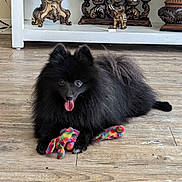 Teddy joined the competition — help win amazing prizes! dog, pomeranian, black_dog, fluffy, tongue_out, toy, plush_toy, colorful_toy, wooden_floor, indoor, shelf, antique_clock, candle_holder, vintage, decor, pet, happy, animal, flooring, living_room