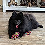 dog, pomeranian, black_dog, fluffy, tongue_out, toy, plush_toy, colorful_toy, wooden_floor, indoor, shelf, antique_clock, candle_holder, vintage, decor, pet, happy, animal, flooring, living_room