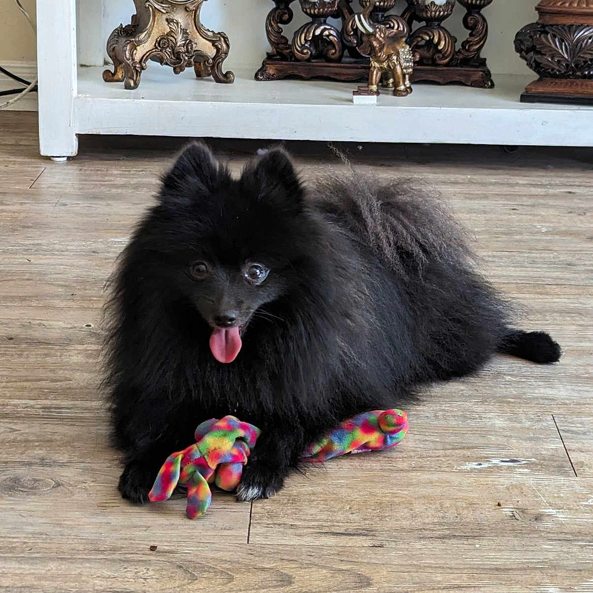 Teddy joined the competition — help win amazing prizes! animal, antique_clock, black_dog, candle_holder, colorful_toy, decor, dog, flooring, fluffy, happy, indoor, living_room, pet, plush_toy, pomeranian, shelf, tongue_out, toy, vintage, wooden_floor