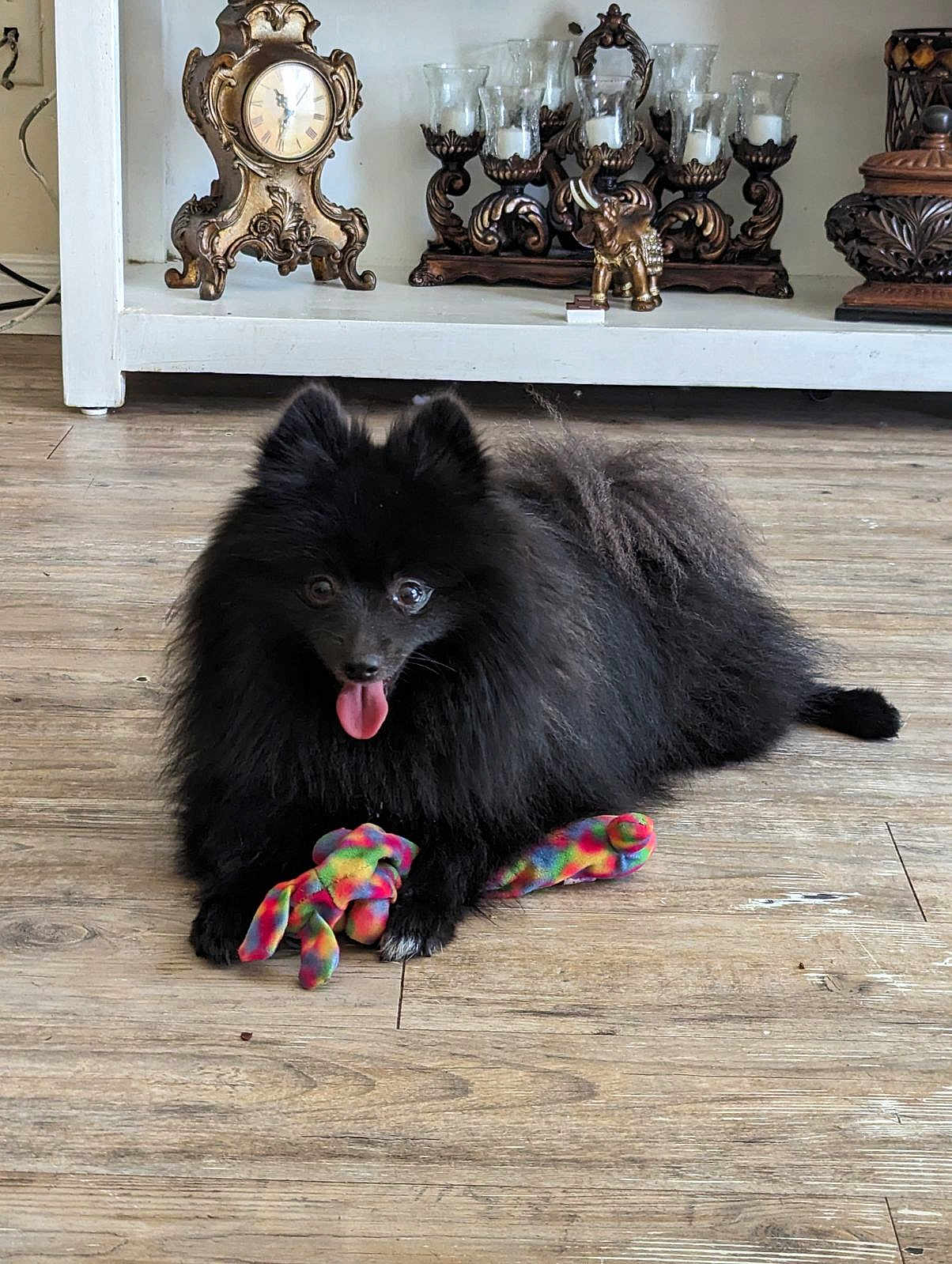 Teddy joined the competition — help win amazing prizes! dog, pomeranian, black_dog, fluffy, tongue_out, toy, plush_toy, colorful_toy, wooden_floor, indoor, shelf, antique_clock, candle_holder, vintage, decor, pet, happy, animal, flooring, living_room