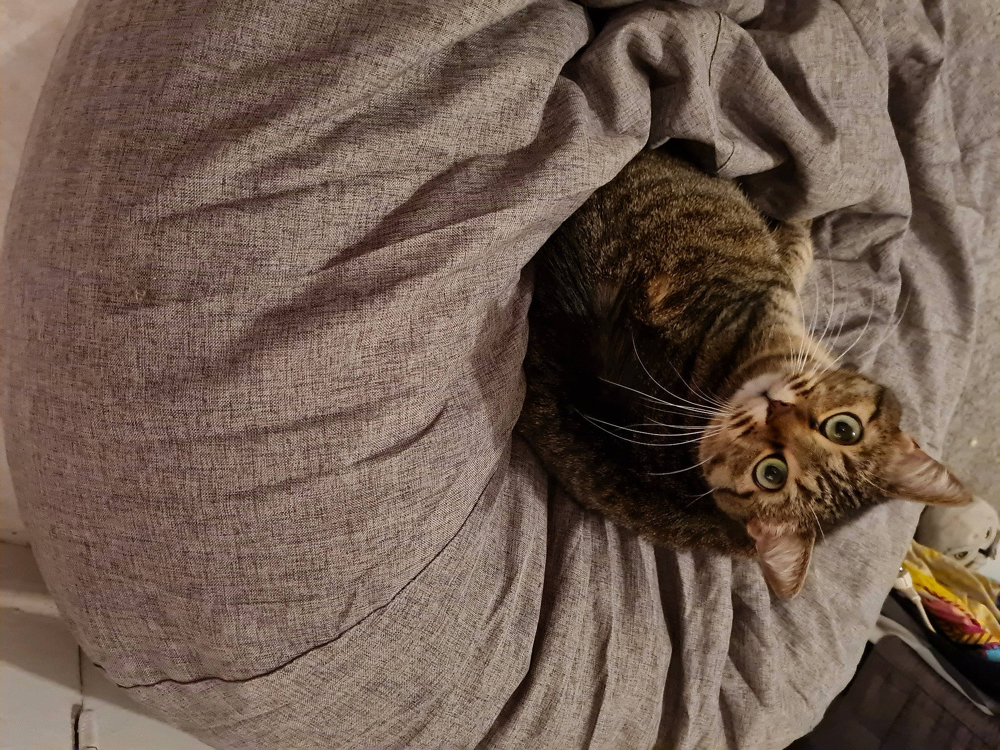 Kisame participe au concours pour gagner de l'argent avec cette photo : carnivore, cat, claw, comfort, domestic_short_haired_cat, fawn, felidae, fur, grey, paw, small_to_medium_sized_cats, snout, tail, terrestrial_animal, tree, whiskers, wildlife, wood