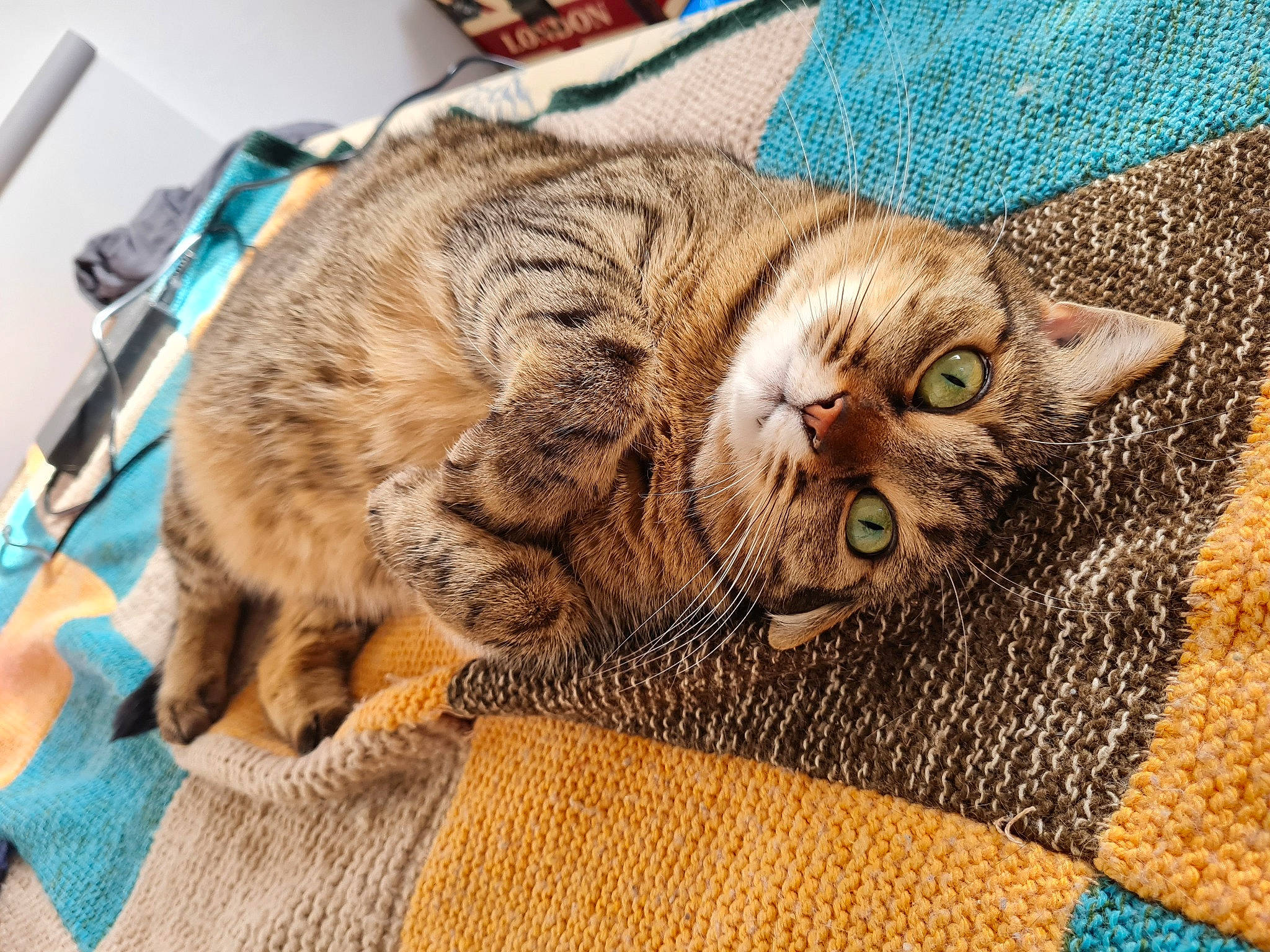 Kisame a rejoint le concours — aidez-le/la à gagner de superbes lots ! carnivore, cat, claw, comfort, domestic_short_haired_cat, fawn, felidae, fur, grass, nap, pattern, paw, sleep, small_to_medium_sized_cats, snout, tail, terrestrial_animal, textile, whiskers, wood