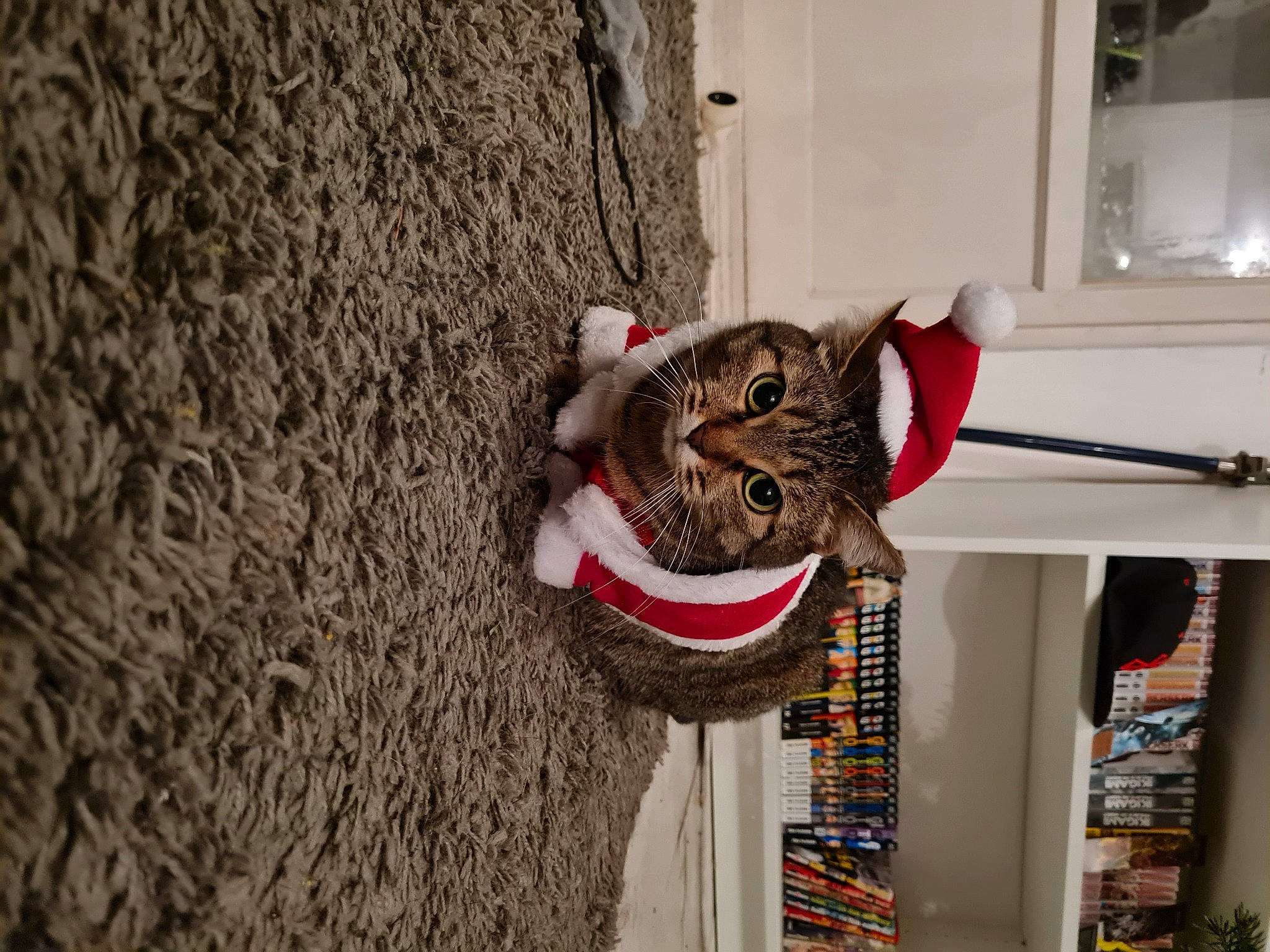 Kisame a rejoint le concours — aidez-le/la à gagner de superbes lots ! big_cats, carnivore, cat, domestic_short_haired_cat, door, felidae, fur, house, plant, shelf, small_to_medium_sized_cats, snout, stuffed_toy, tail, toy, tree, trunk, whiskers, window, wood