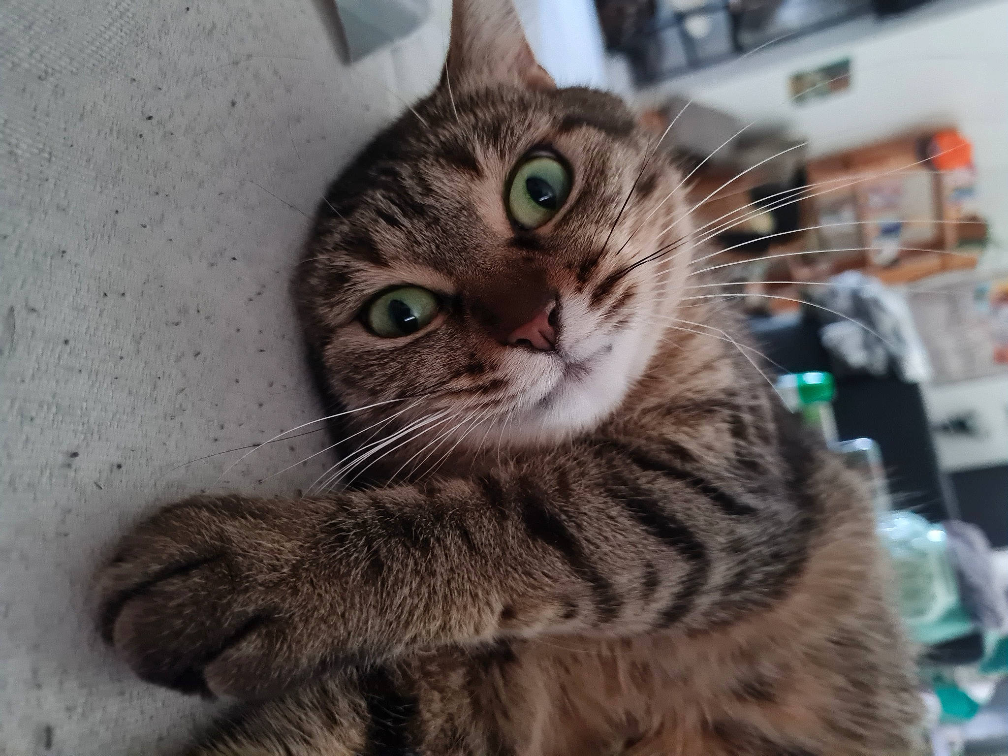 Kisame participe au concours pour gagner de l'argent avec cette photo : carnivore, cat, claw, domestic_short_haired_cat, eye, felidae, fur, paw, small_to_medium_sized_cats, snout, tail, terrestrial_animal, whiskers