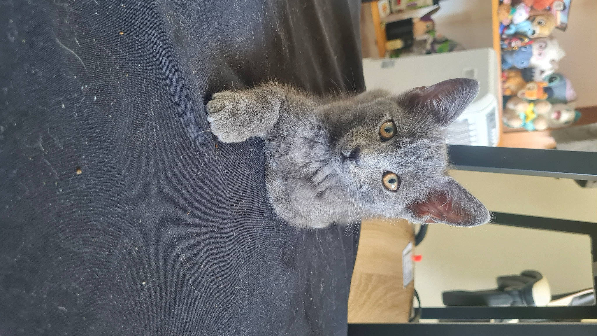 Karl participe au concours pour gagner de l'argent avec cette photo : art, canidae, carnivore, cat, cat_toy, claw, domestic_short_haired_cat, felidae, fur, grey, office_supplies, paw, russian_blue, small_to_medium_sized_cats, tail, whiskers, window