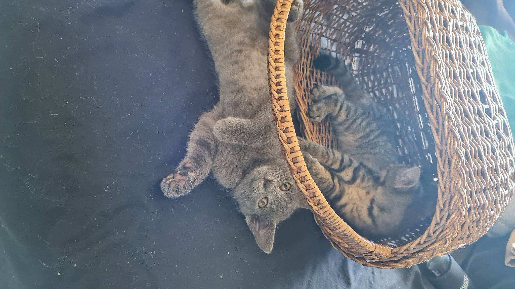 Karl participe au concours pour gagner de l'argent avec cette photo : artifact, cap, circle, electric_blue, elephant, fashion_accessory, feather, fur, hat, metal, sleeve, snout, terrestrial_animal, tusk, wildlife, working_animal