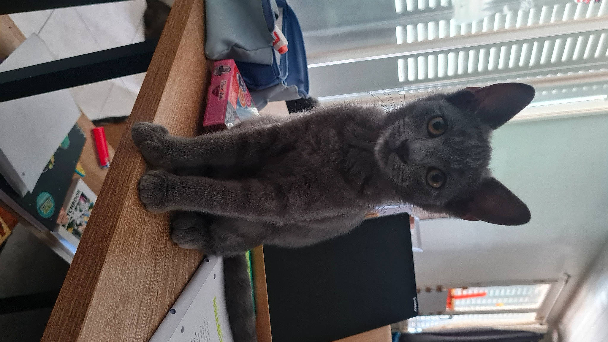 Karl a rejoint le concours — aidez-le/la à gagner de superbes lots ! bag, black_cat, carmine, carnivore, cat, chartreux, claw, domestic_short_haired_cat, felidae, fur, grey, luggage_and_bags, russian_blue, small_to_medium_sized_cats, tail, whiskers