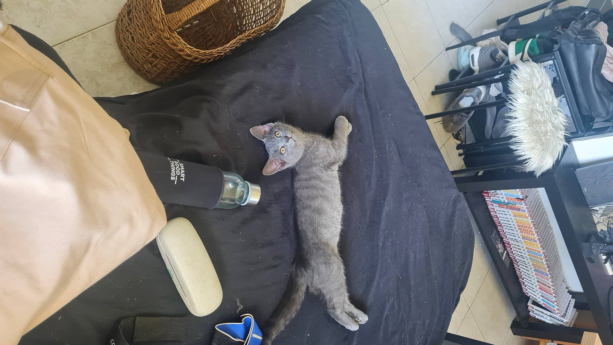 Karl a rejoint le concours — aidez-le/la à gagner de superbes lots ! bag, carnivore, cat, comfort, companion_dog, domestic_short_haired_cat, felidae, fur, grey, hat, linens, remote_control, room, small_to_medium_sized_cats, stuffed_toy, sun_hat, tail, textile, toy, whiskers