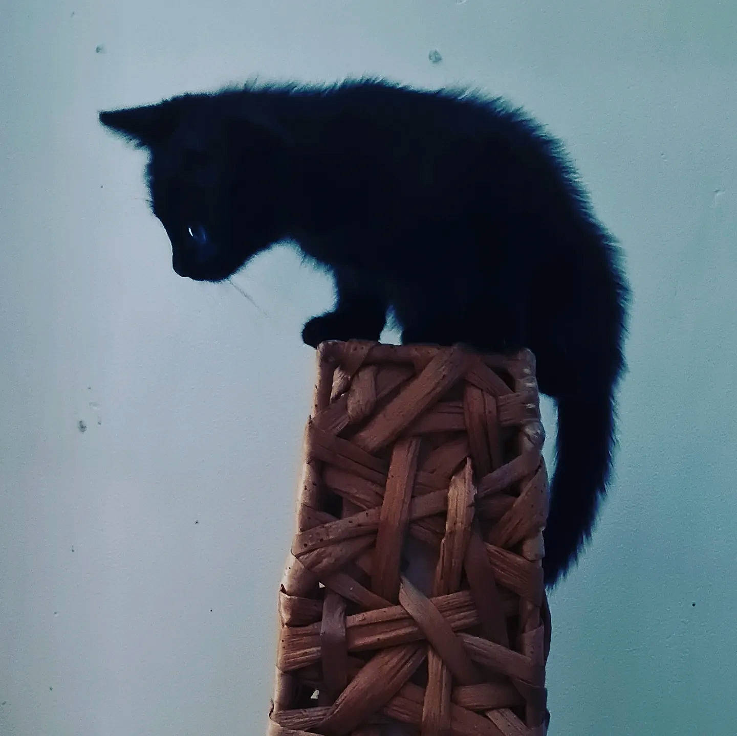 Lily a rejoint le concours — aidez-le/la à gagner de superbes lots ! black_cat, carnivore, cat, cat_supply, claw, domestic_short_haired_cat, felidae, foot, fur, paw, small_to_medium_sized_cats, snout, tail, terrestrial_animal, thread, tree, whiskers, window, winter, wood