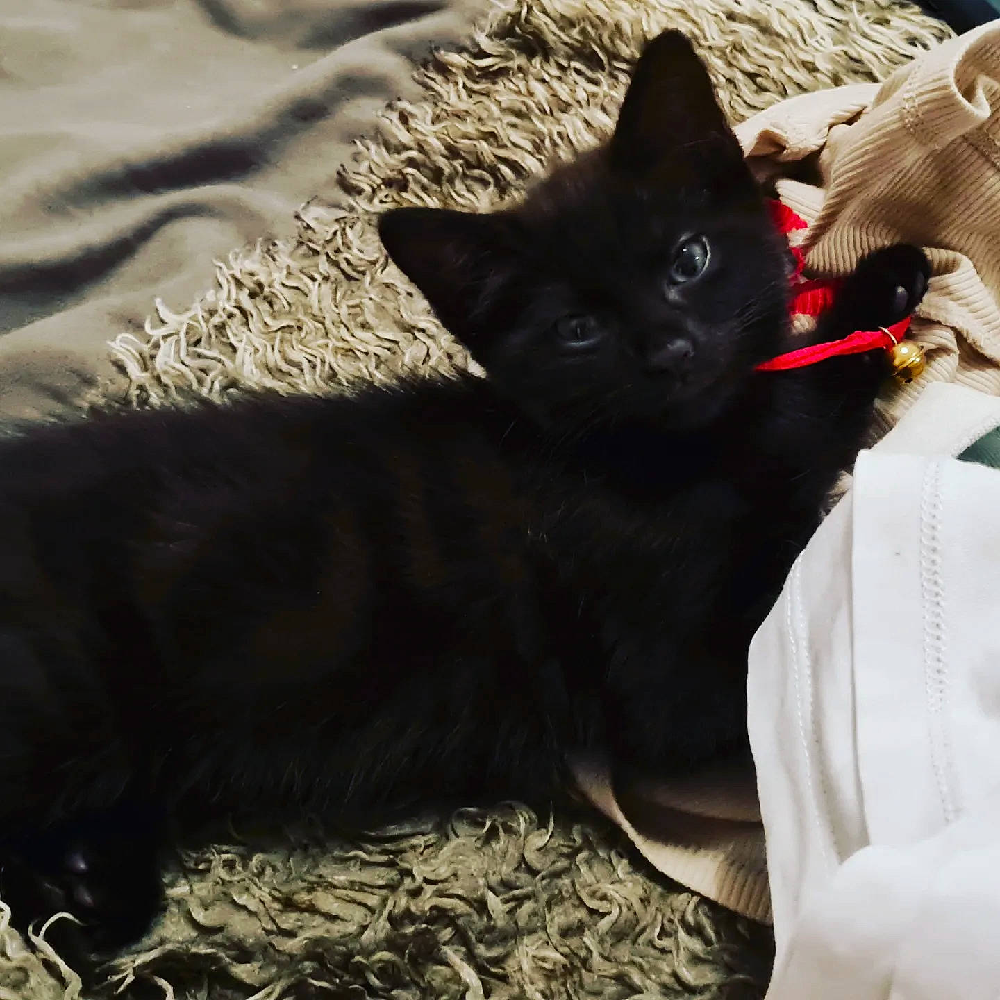 Lily participe au concours pour gagner de l'argent avec cette photo : black, black_cat, bombay, canidae, carnivore, cat, claw, comfort, dog_breed, domestic_short_haired_cat, felidae, fur, grey, nap, paw, small_to_medium_sized_cats, snout, tail, tints_and_shades, whiskers