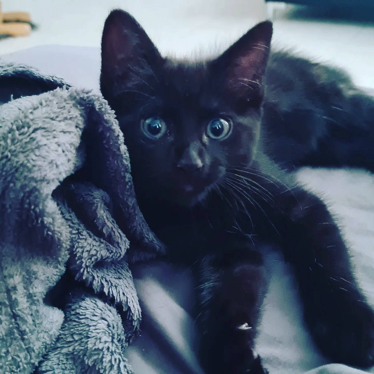 Lily participe au concours pour gagner de l'argent avec cette photo : black_cat, carnivore, cat, cat_supply, claw, close_up, comfort, domestic_short_haired_cat, electric_blue, felidae, fur, grey, paw, russian_blue, sky, small_to_medium_sized_cats, snout, tail, whiskers, window