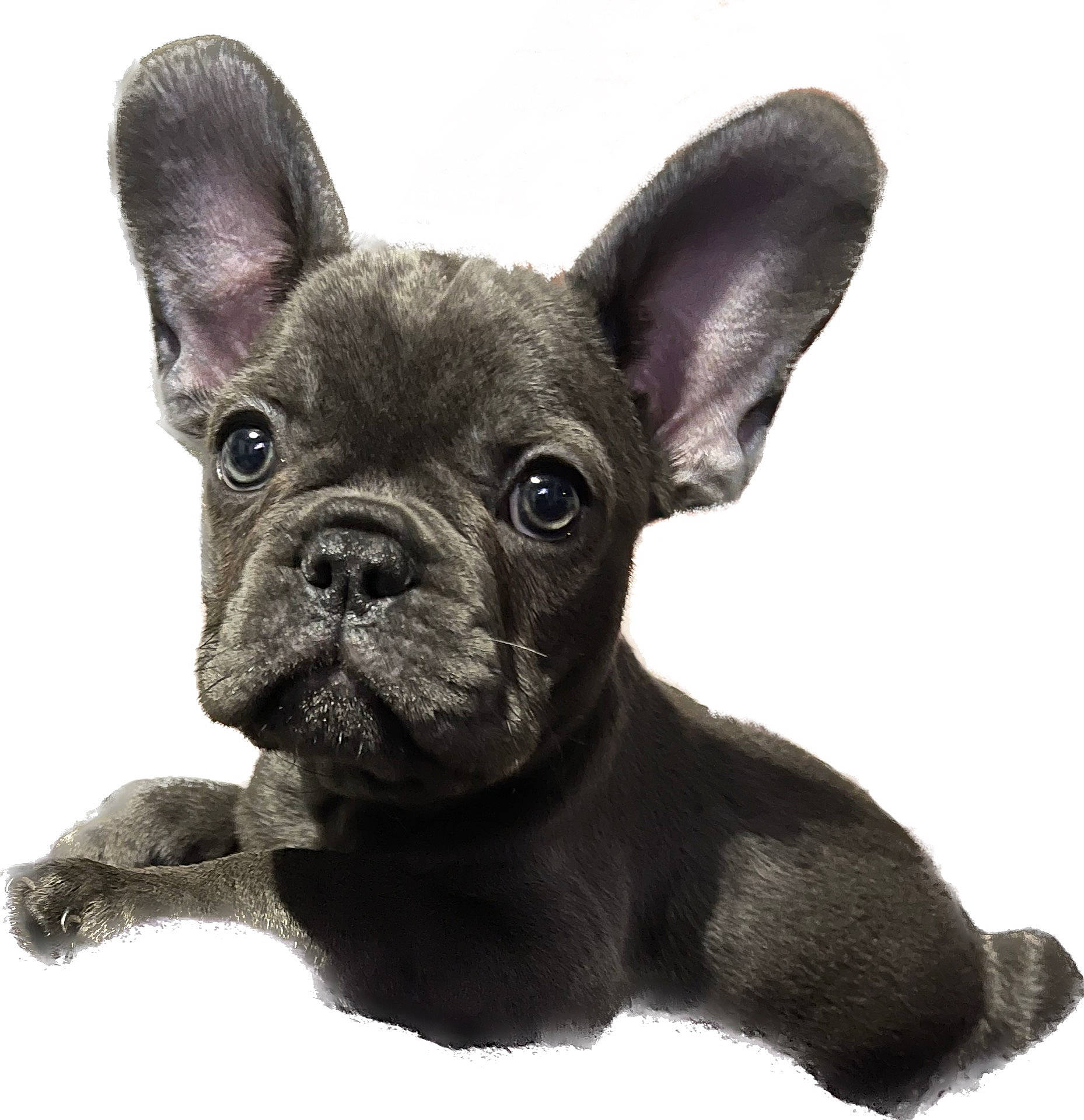 Bow joined the competition — help win amazing prizes! ancient_dog_breeds, bulldog, canidae, carnivore, companion_dog, dog, dog_breed, ear, fawn, french_bulldog, fur, liver, non_sporting_group, snout, sporting_group, terrestrial_animal, toy_dog, whiskers, working_animal, wrinkle