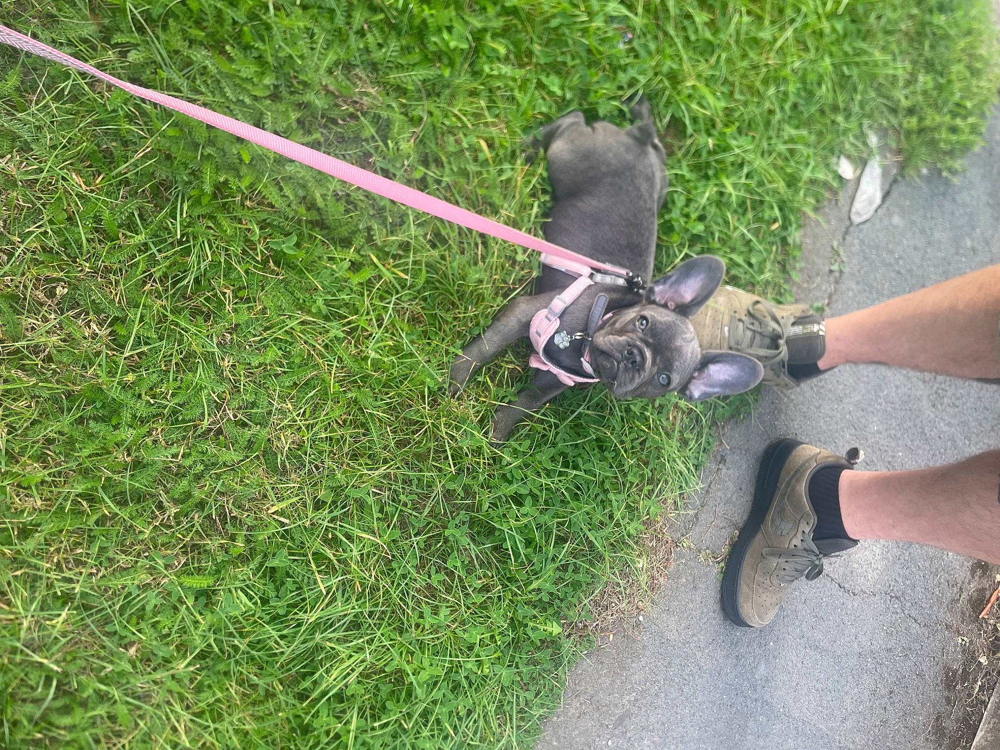 Bow is registered to the contest to win money with this photo: asphalt, cross_training_shoe, fashion_accessory, foot, footwear, grass, groundcover, hiking_shoe, human_leg, lawn, outdoor_shoe, plant, recreation, road_surface, sandal, shoe, soil, tail, thigh, walking_shoe