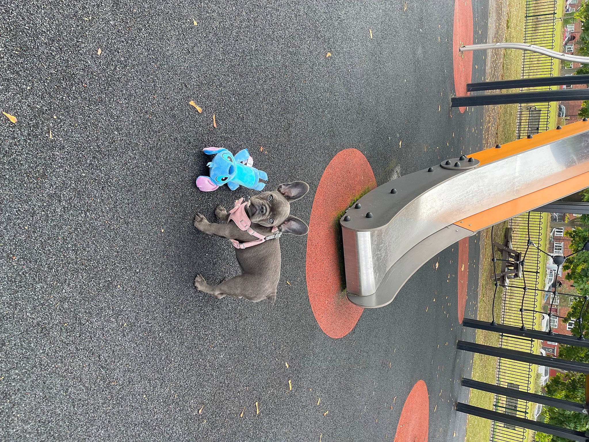 Bow joined the competition — help win amazing prizes! asphalt, automotive_tire, chute, city, concrete, fun, grass, landscape, leisure, outdoor_play_equipment, plant, playground, playground_slide, recreation, road_surface, sidewalk, slope, tar, tree, water