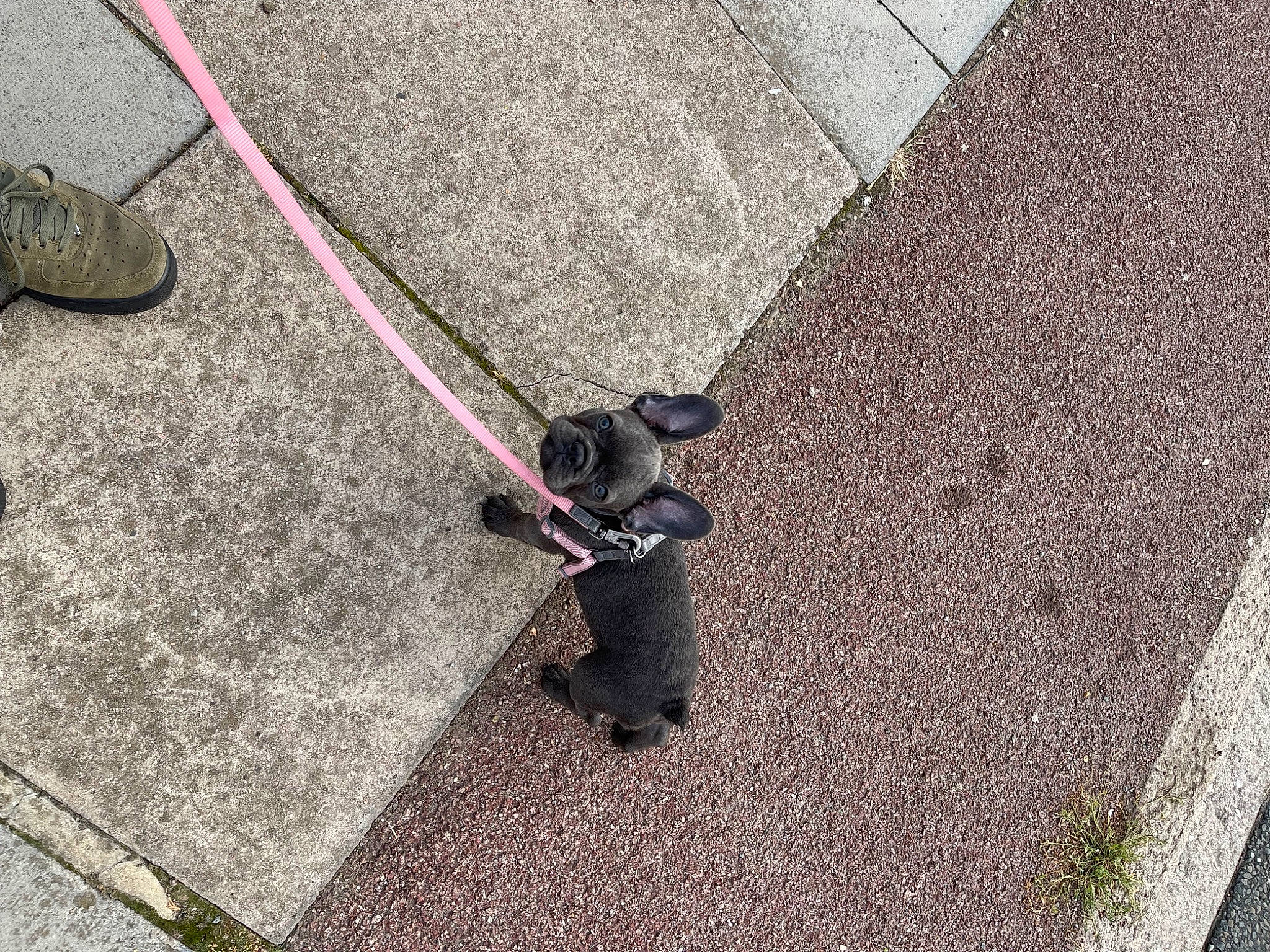 Bow is registered to the contest to win money with this photo: asphalt, automotive_tire, automotive_wheel_system, carnivore, companion_dog, concrete, dog_breed, floor, flooring, grass, grey, human_leg, leash, road, road_surface, sidewalk, snapshot, snout, tail, tar