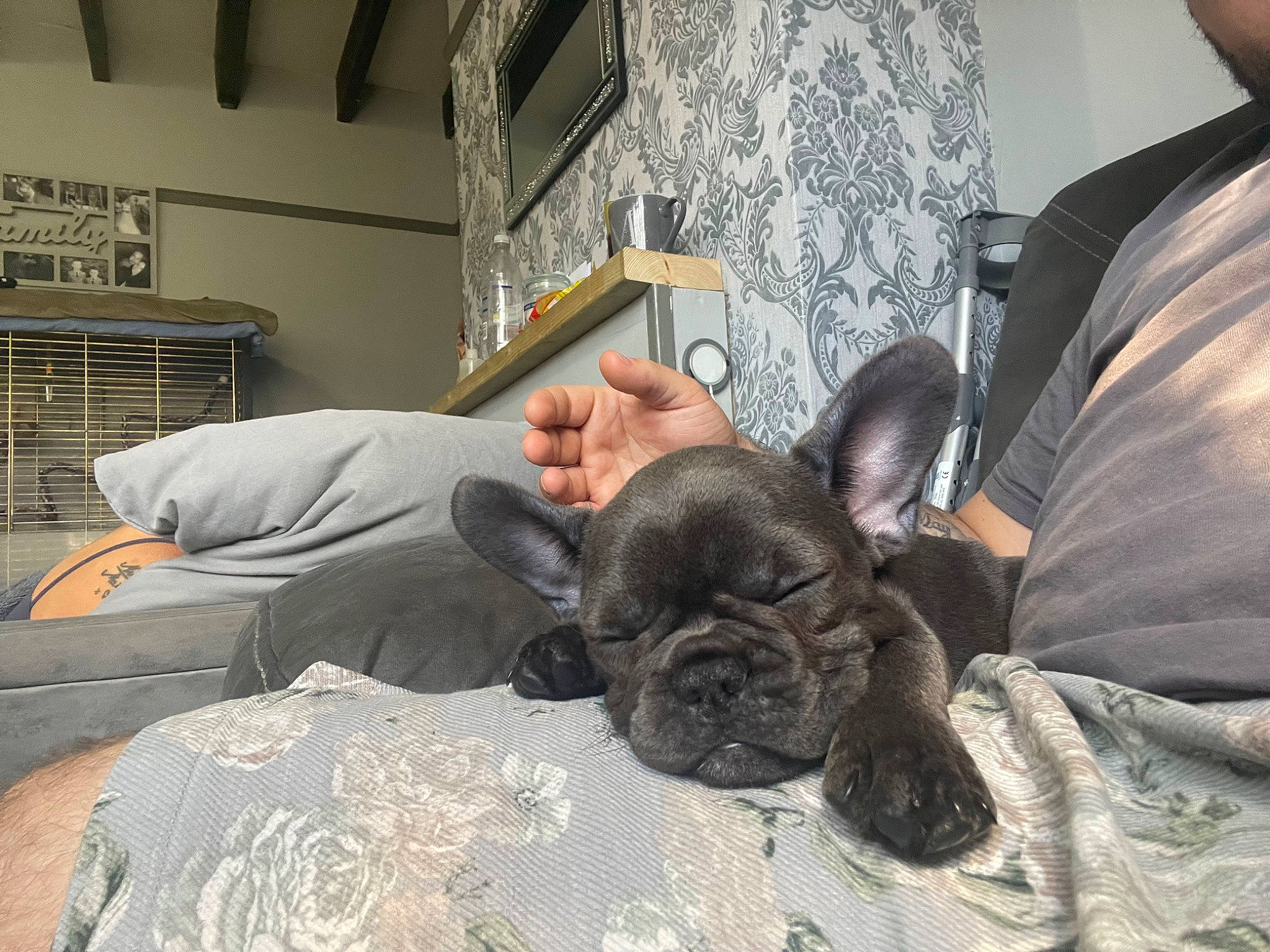 Bow is registered to the contest to win money with this photo: bed, canidae, carnivore, comfort, companion_dog, dog, dog_breed, ear, fawn, fur, linens, nap, picture_frame, room, sporting_group, tie, toy_dog, whiskers, working_animal, wrinkle