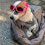 Frimousse participe au concours pour gagner de l'argent avec cette photo : dog, pet_carrier, goggles, headscarf, outdoor, pavement, gray_bag, white_fur, brown_patch, accessory, fashion, animal, closeup, sunlight, leash, cute, portrait, travel, pet, canine