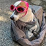dog, pet_carrier, goggles, headscarf, outdoor, pavement, gray_bag, white_fur, brown_patch, accessory, fashion, animal, closeup, sunlight, leash, cute, portrait, travel, pet, canine