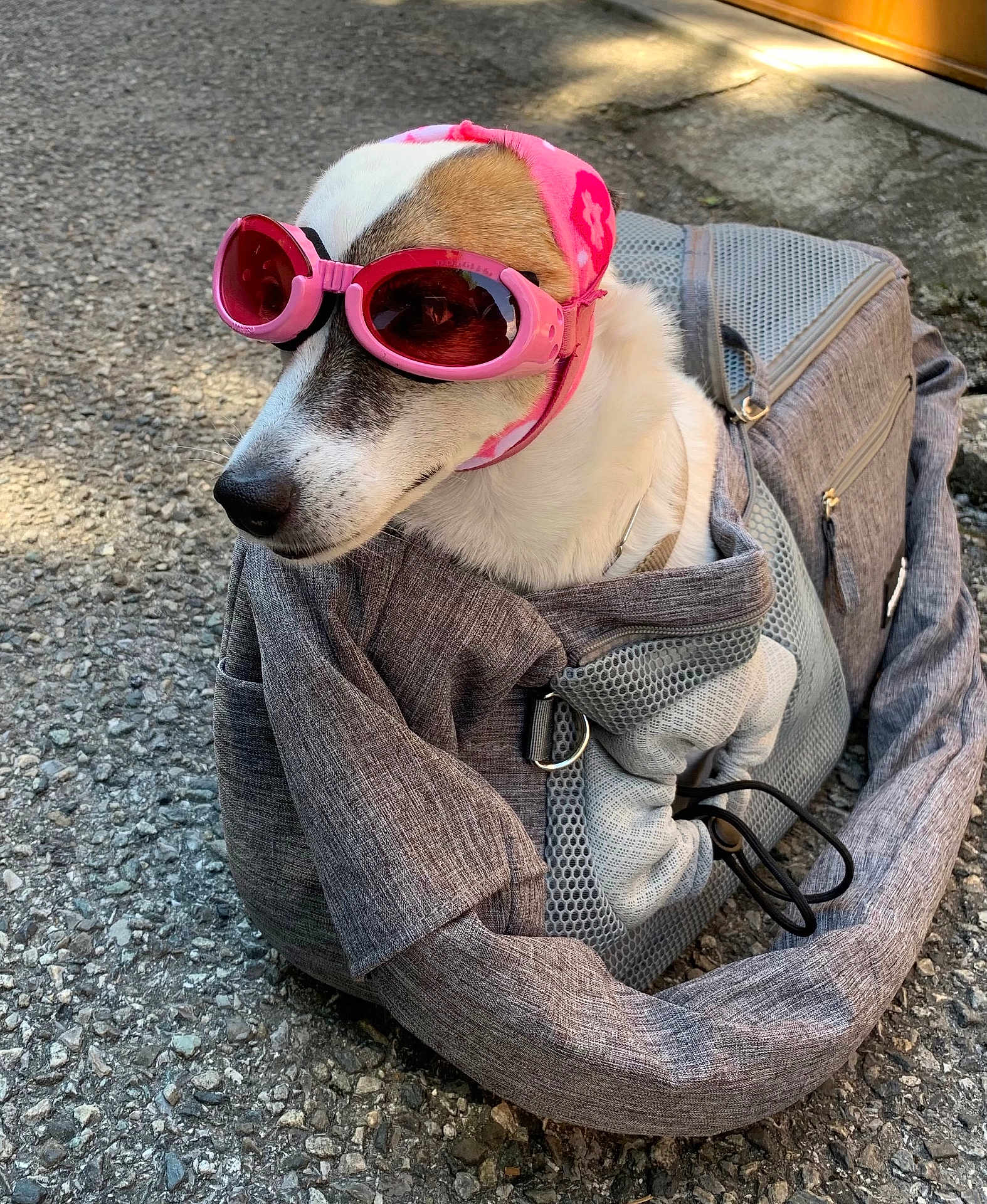 Frimousse participe au concours pour gagner de l'argent avec cette photo : dog, pet_carrier, goggles, headscarf, outdoor, pavement, gray_bag, white_fur, brown_patch, accessory, fashion, animal, closeup, sunlight, leash, cute, portrait, travel, pet, canine