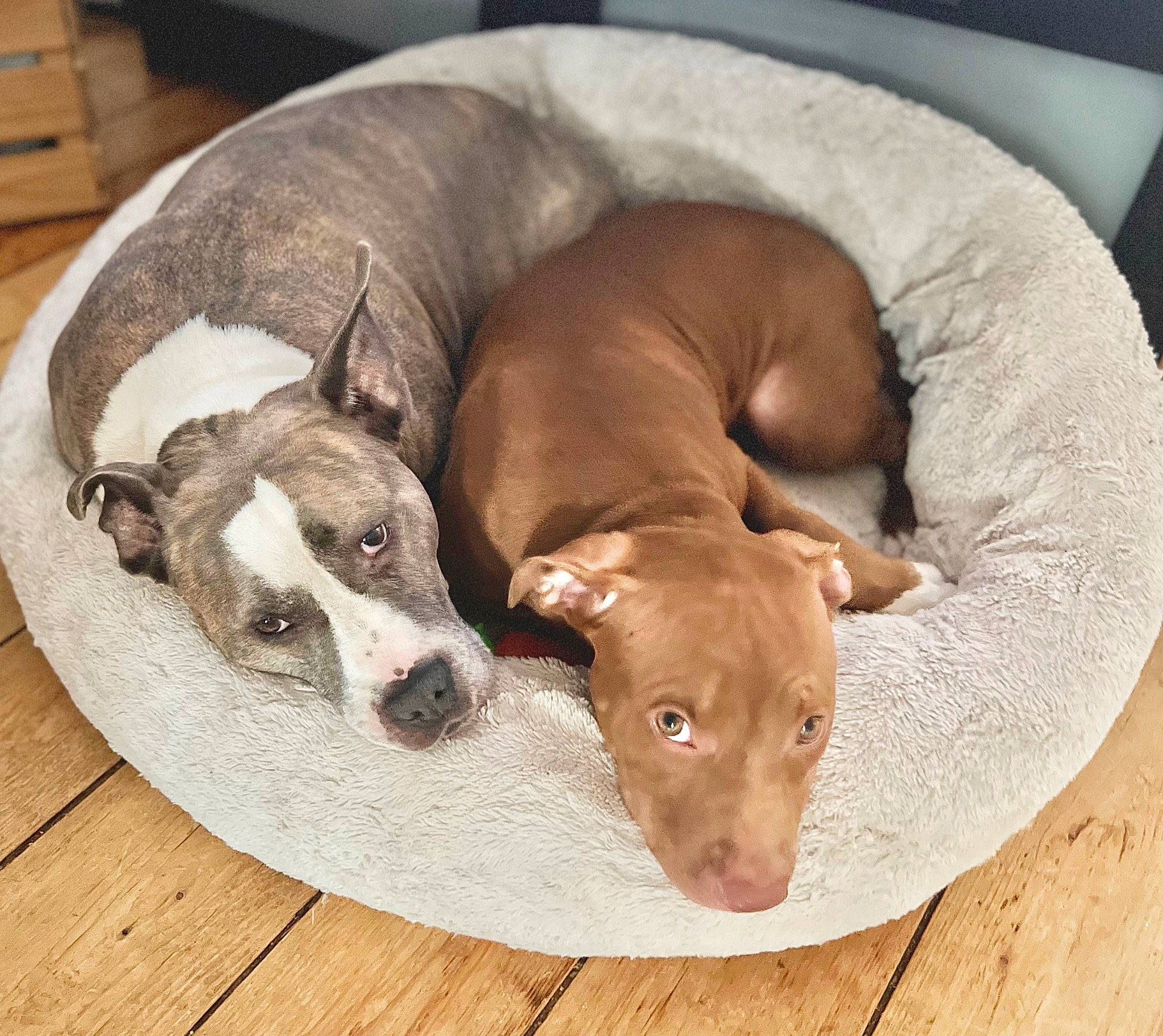 Luna And Nala is registered to the contest to win money with this photo: canidae, carnivore, comfort, companion_dog, dog, dog_breed, dog_supply, fawn, hardwood, liver, non_sporting_group, pet_supply, snout, sporting_group, tail, terrestrial_animal, whiskers, wood, working_animal