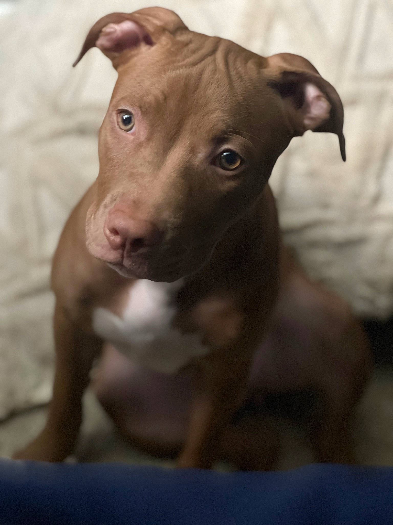 Luna And Nala joined the competition — help win amazing prizes! canidae, carnivore, companion_dog, dog, dog_breed, ear, fawn, hunting_dog, liver, non_sporting_group, snout, sporting_group, terrestrial_animal, toy_dog, whiskers, working_animal