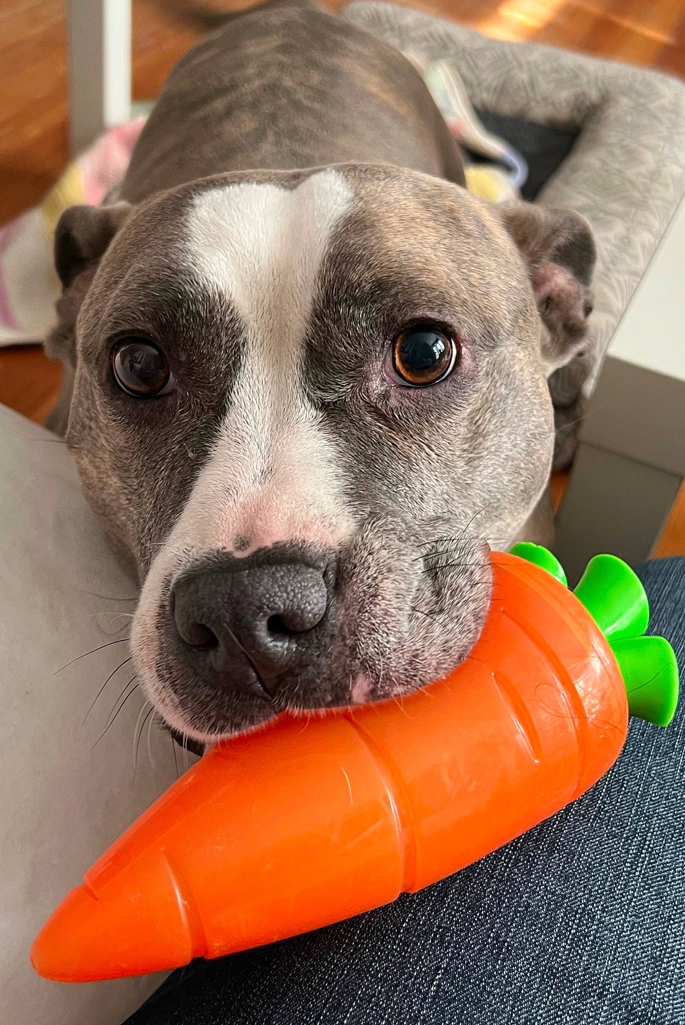 Luna And Nala joined the competition — help win amazing prizes! canidae, carnivore, collar, companion_dog, dog, dog_breed, dog_clothes, dog_collar, dog_supply, fashion_accessory, fawn, fur, paw, pet_supply, snout, sporting_group, terrestrial_animal, toy_dog, whiskers, working_animal