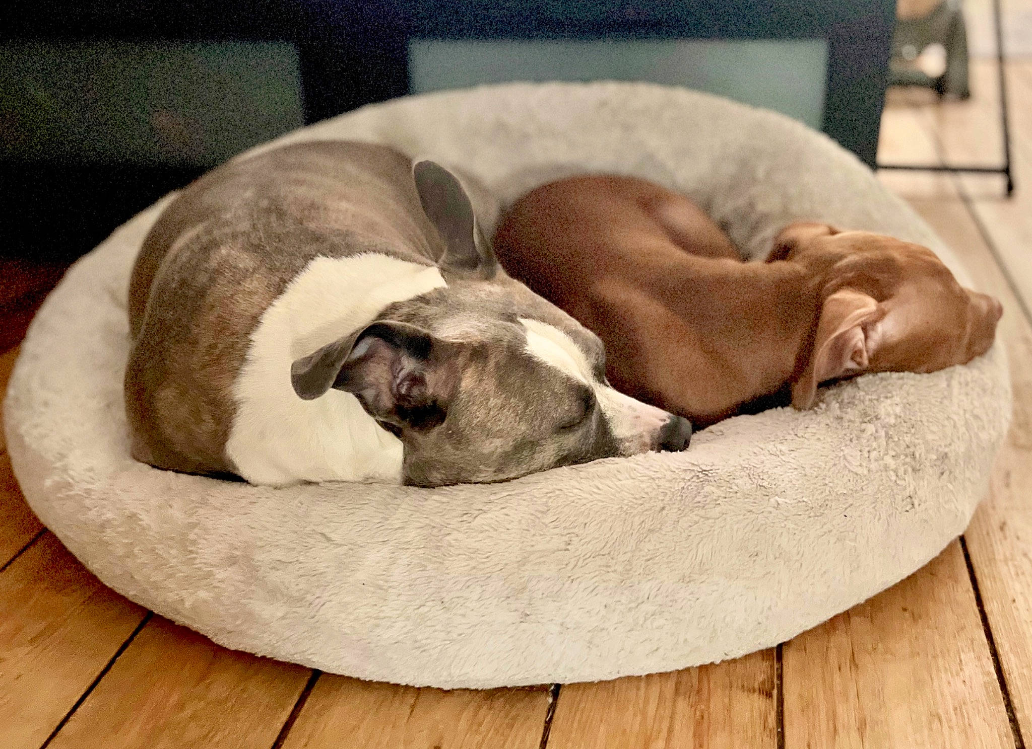 Luna And Nala is registered to the contest to win money with this photo: canidae, carnivore, comfort, companion_dog, dog, dog_bed, dog_breed, dog_supply, fawn, hardwood, liver, nap, non_sporting_group, pet_supply, sleep, snout, sporting_group, tail, terrestrial_animal, wood